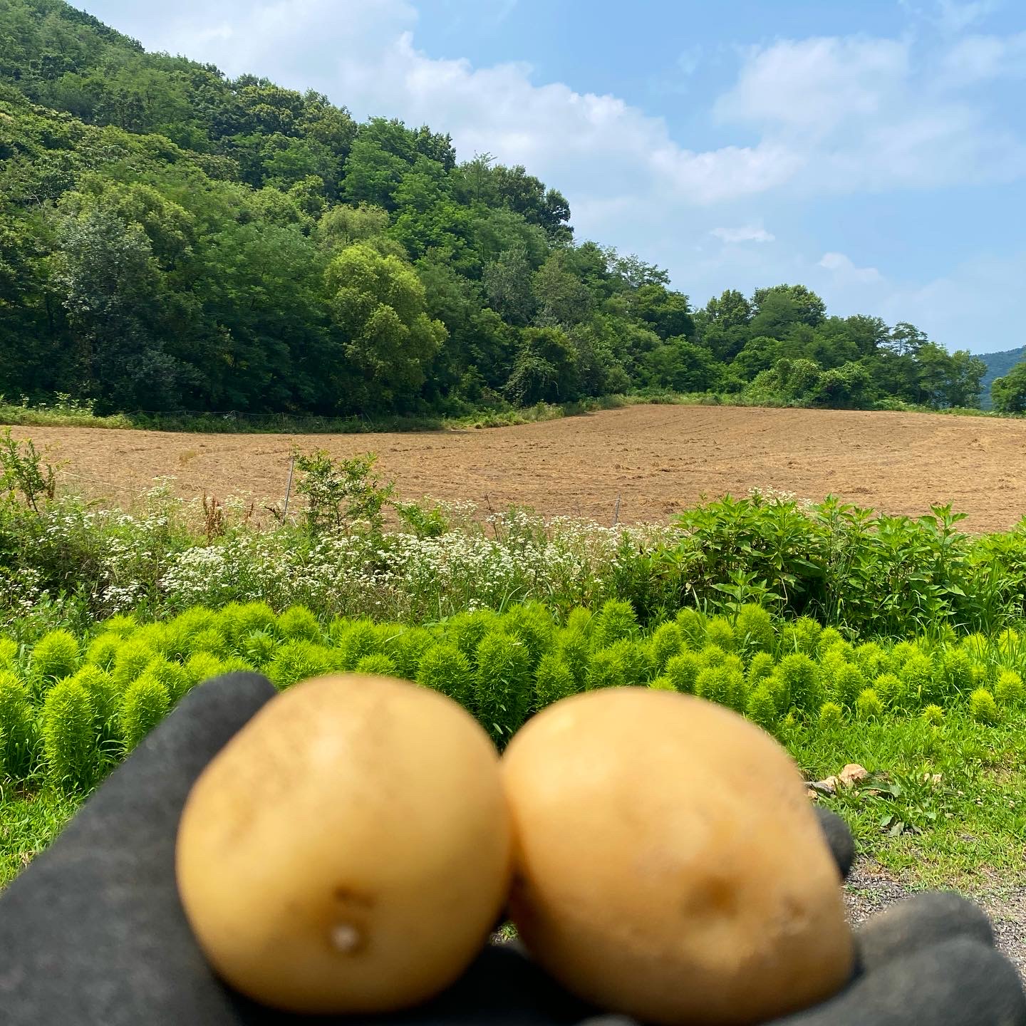 우즈그린팜