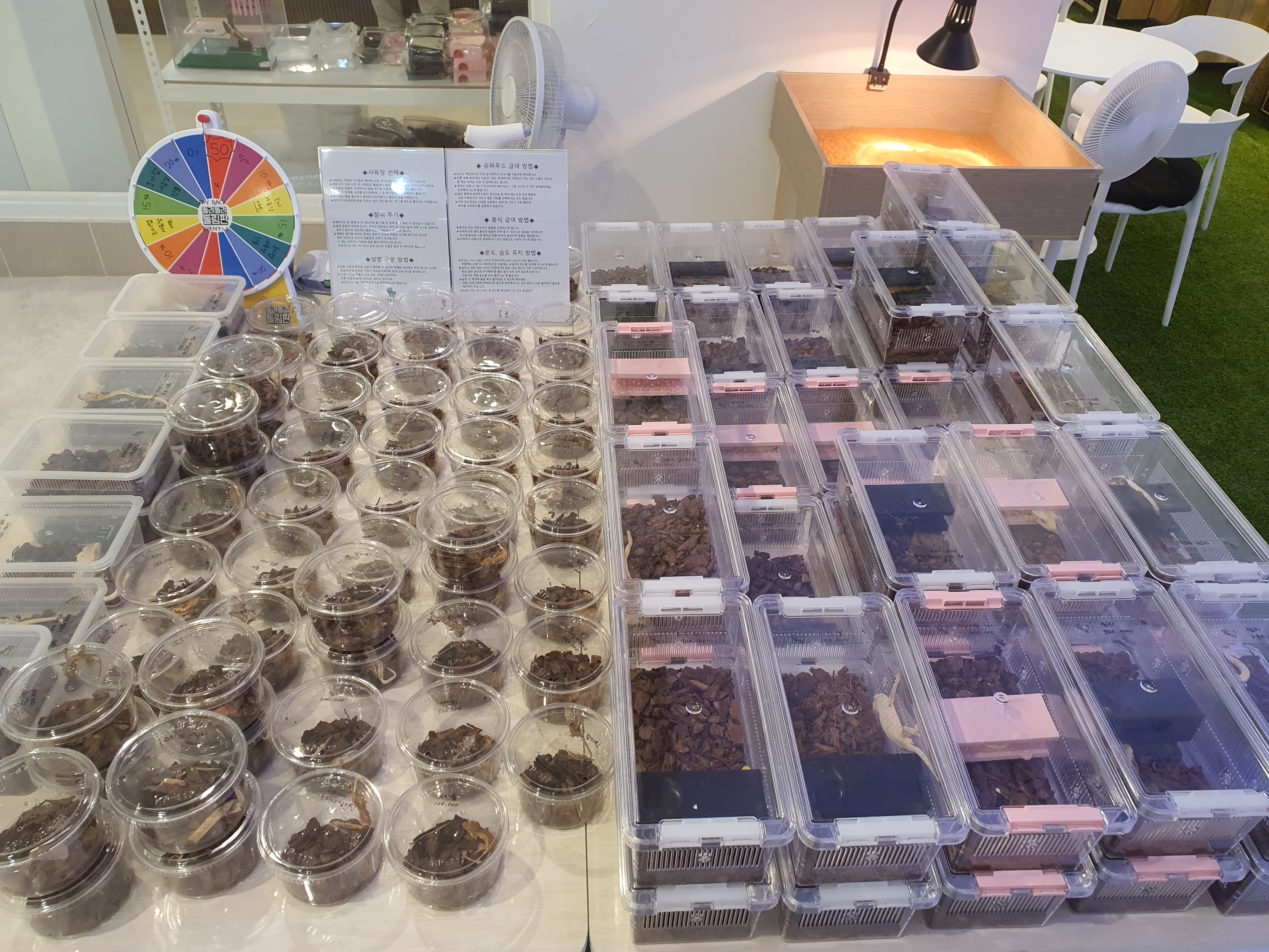 위례게코샵티라노 대표 이미지