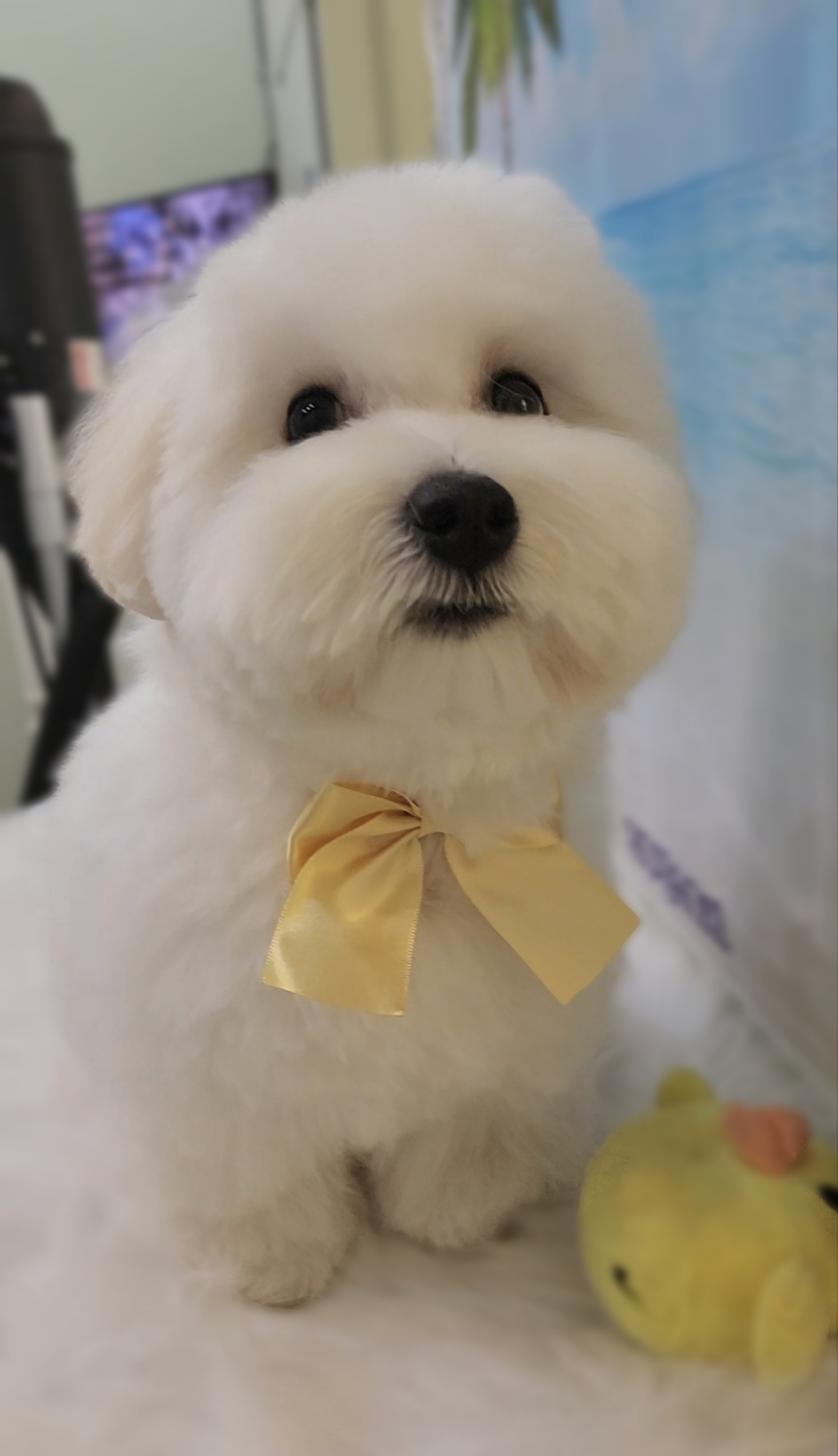 그루밍스토리 대표 이미지