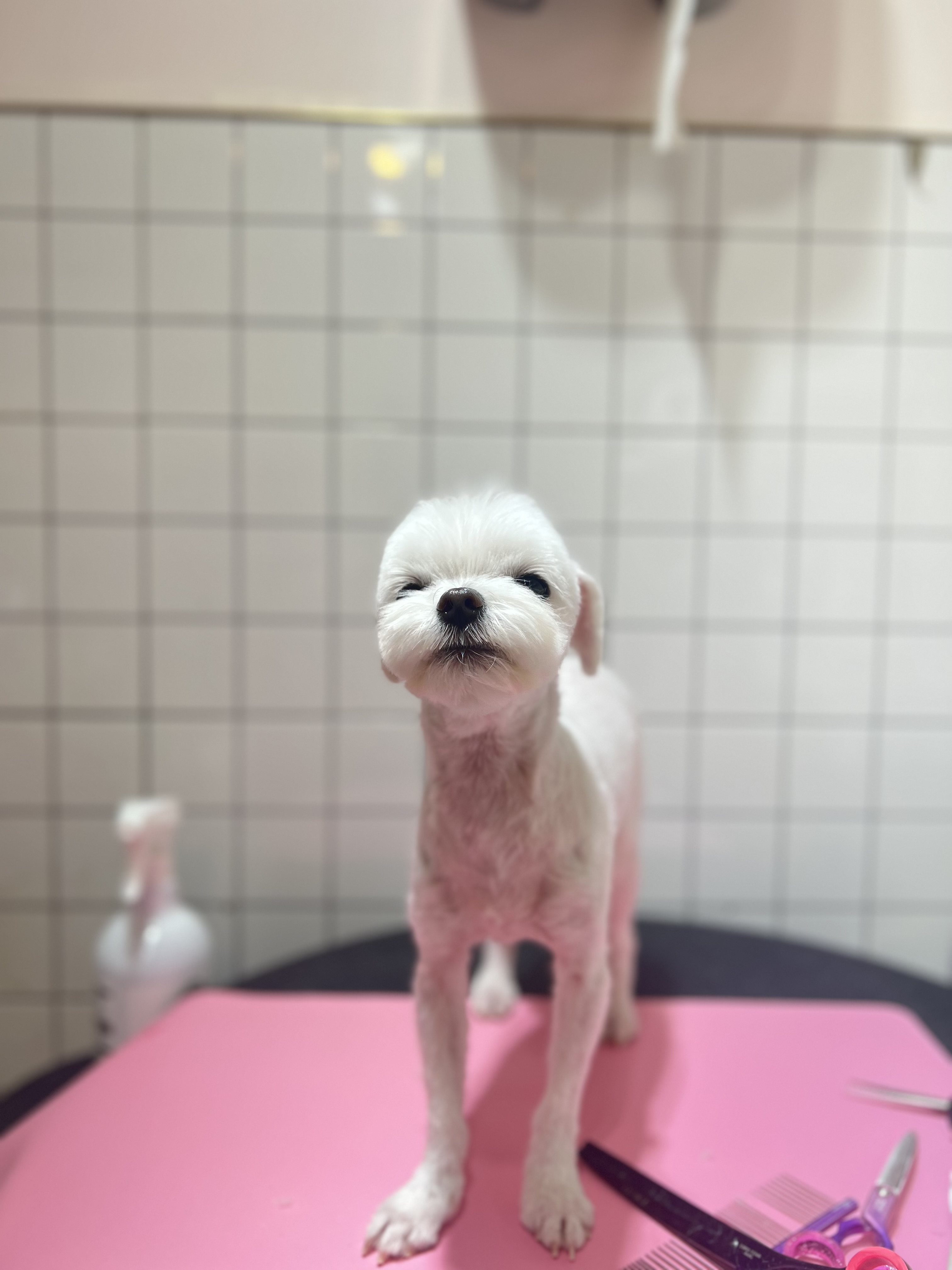 베베펫살롱 대표 이미지