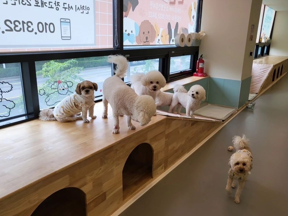 명랑 인천애견유치원 대표 이미지