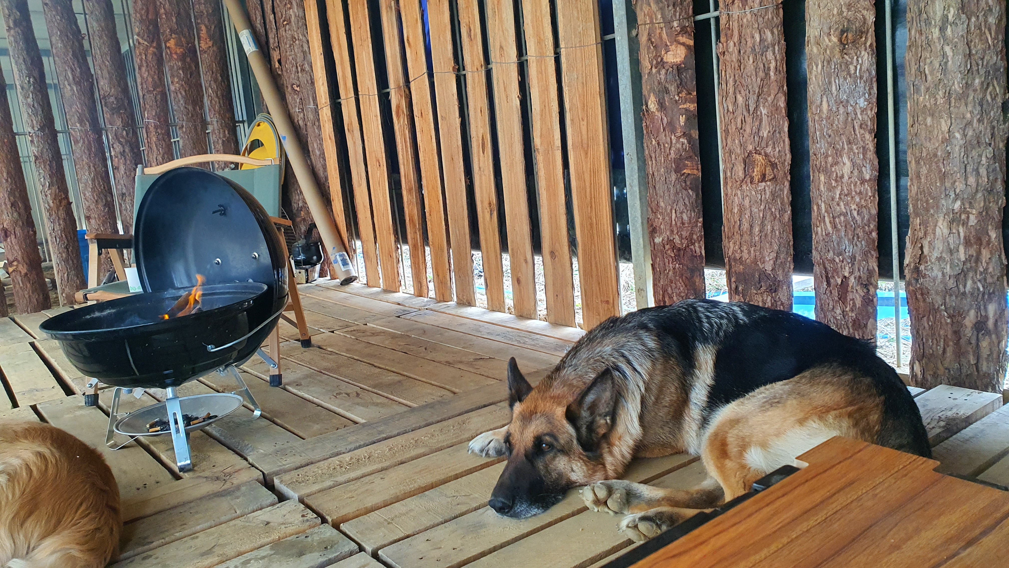 Dogs and Human 대표 이미지