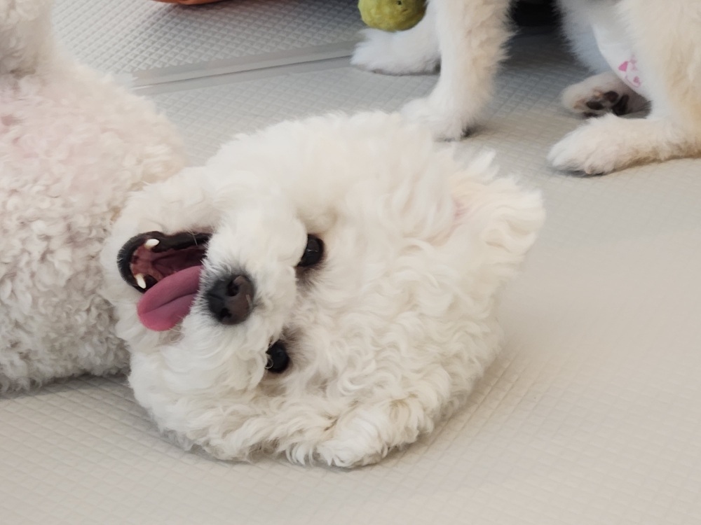 디어코코 강아지유치원&애견호텔 대표 이미지