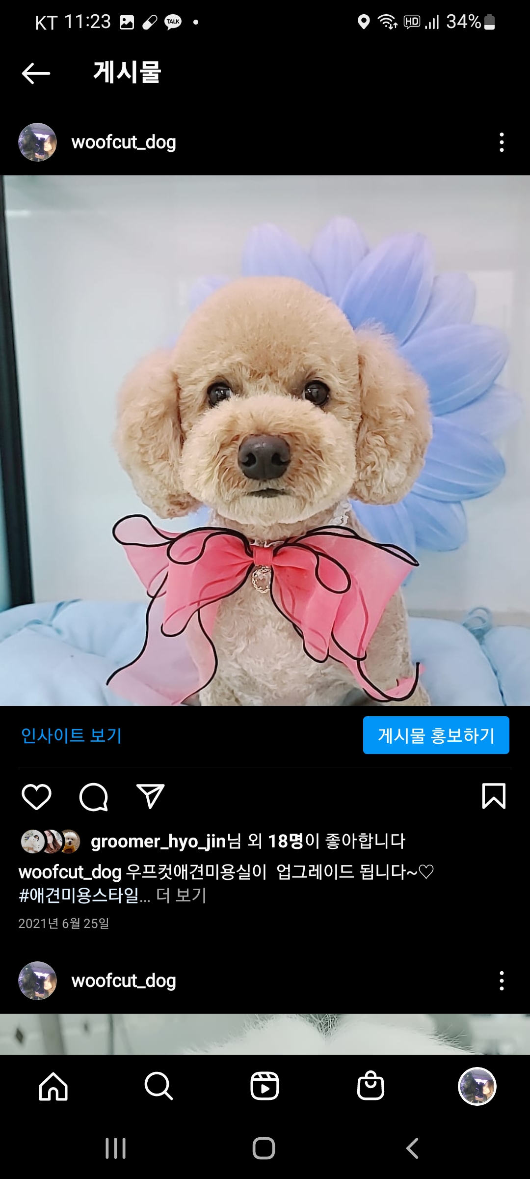 우프컷 애견미용실 대표 이미지