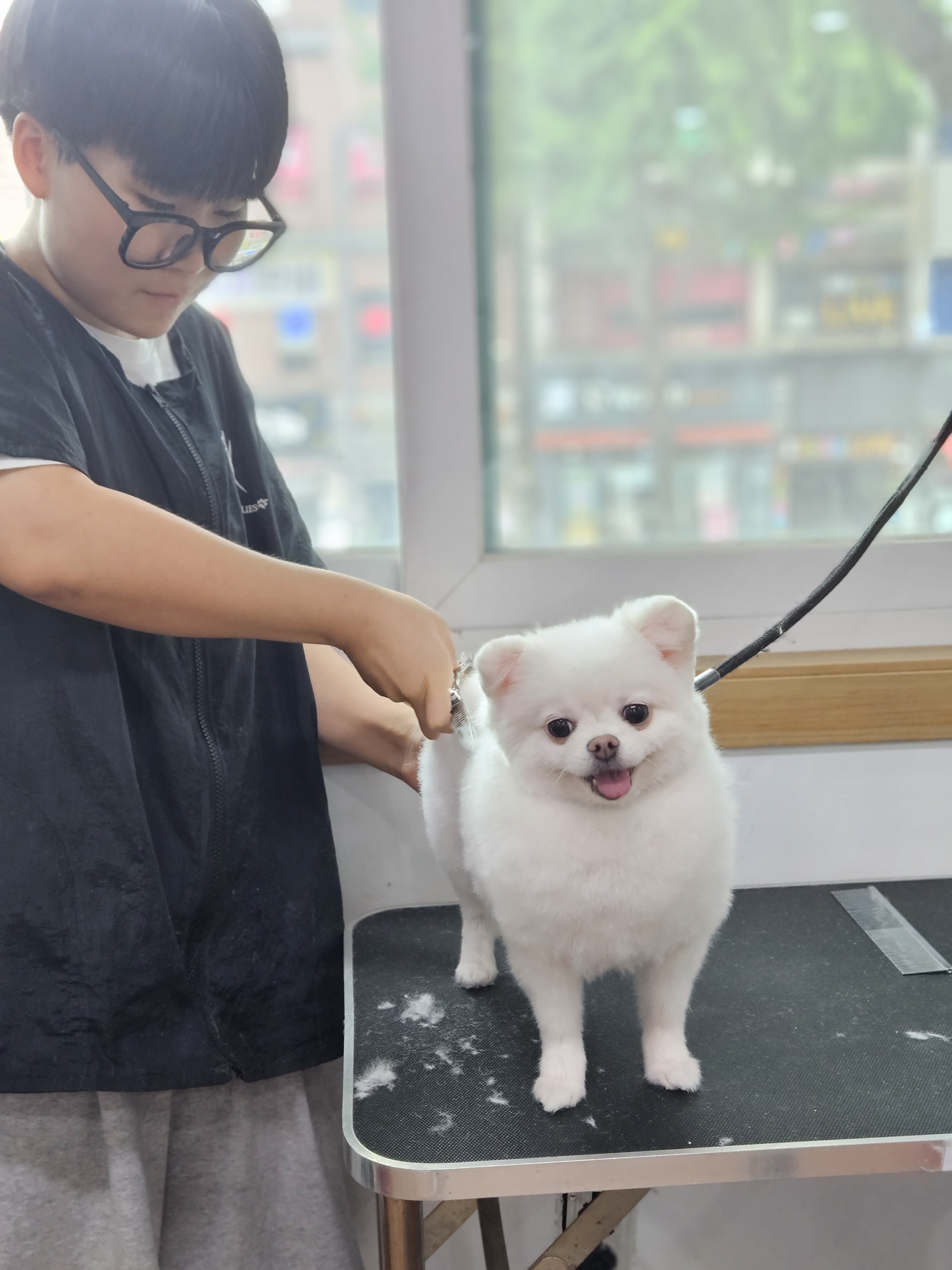 쿨펫애견미용학원 수원점