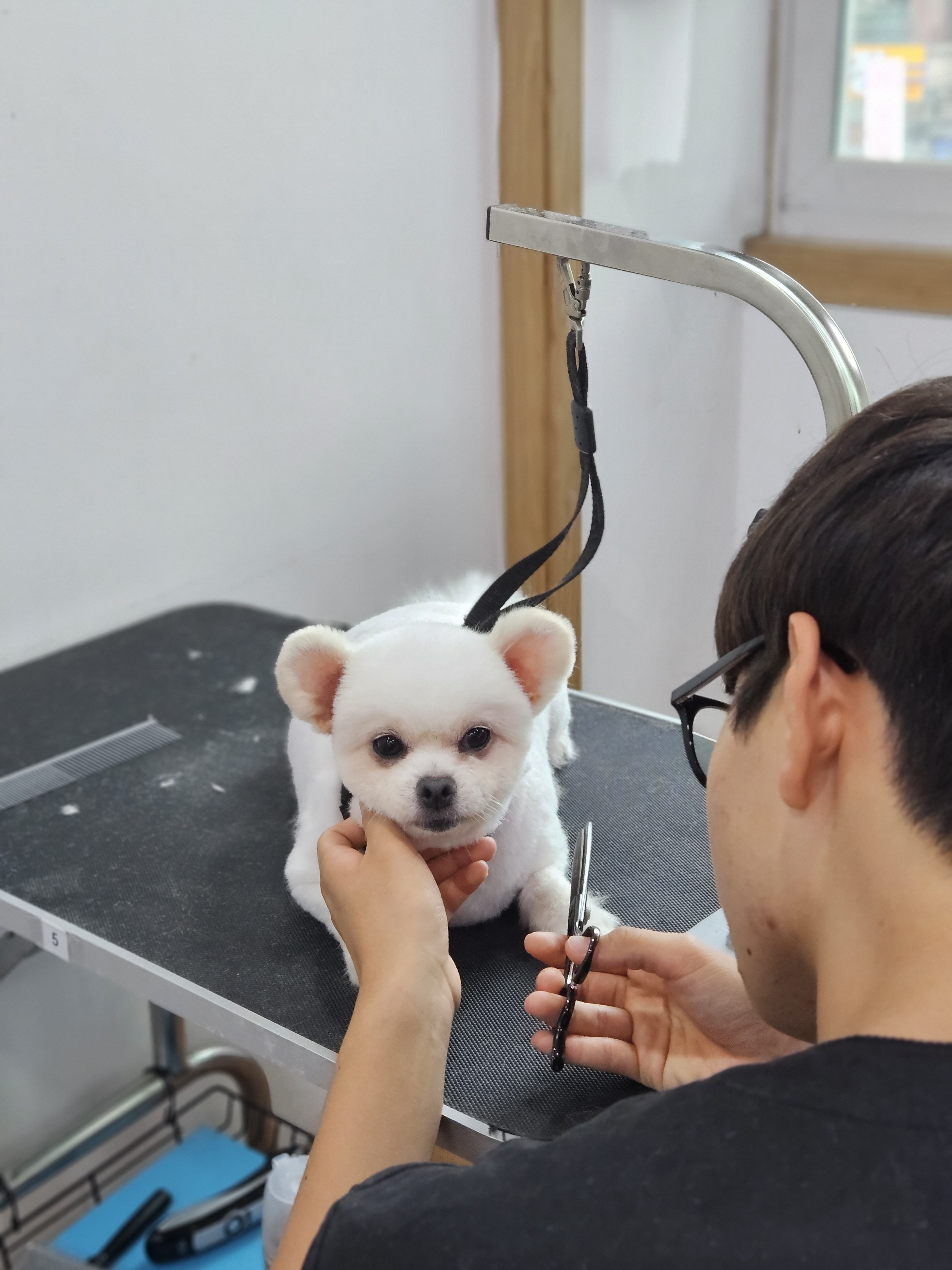 쿨펫애견미용학원 수원점