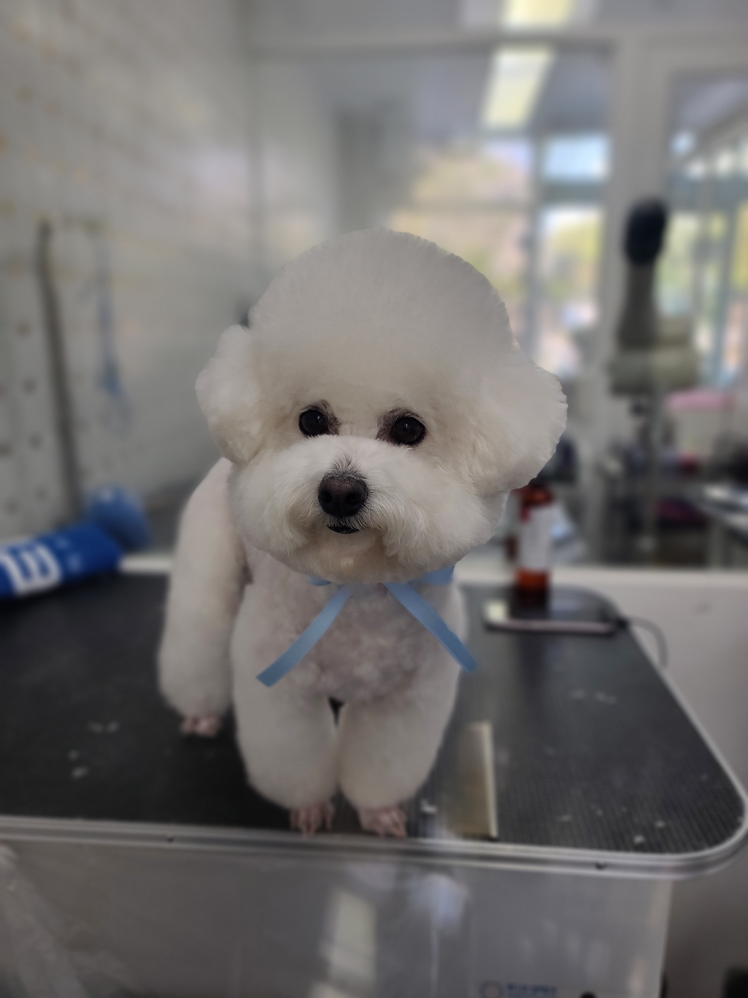 우프컷 애견미용실