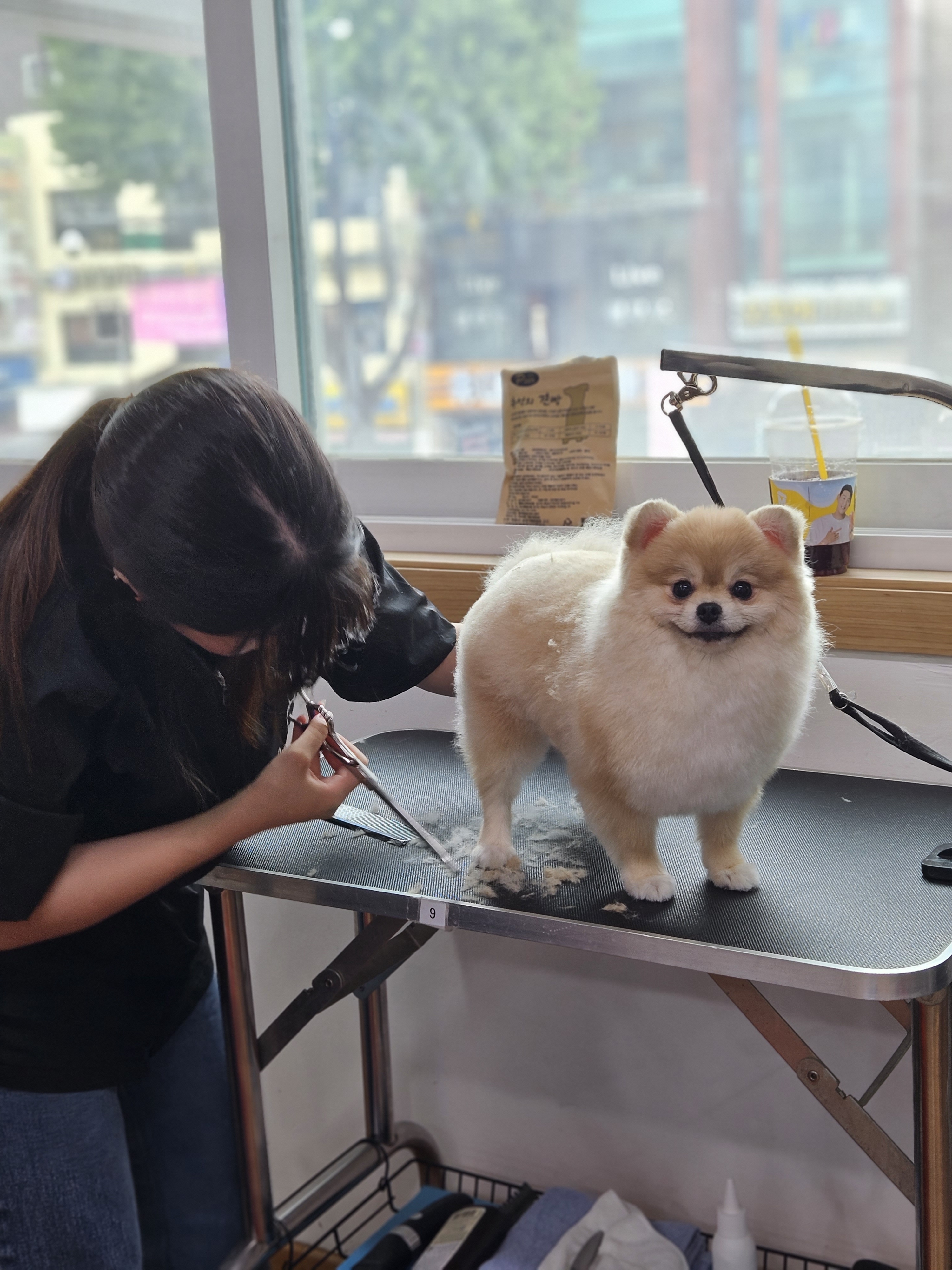 쿨펫애견미용학원 수원점