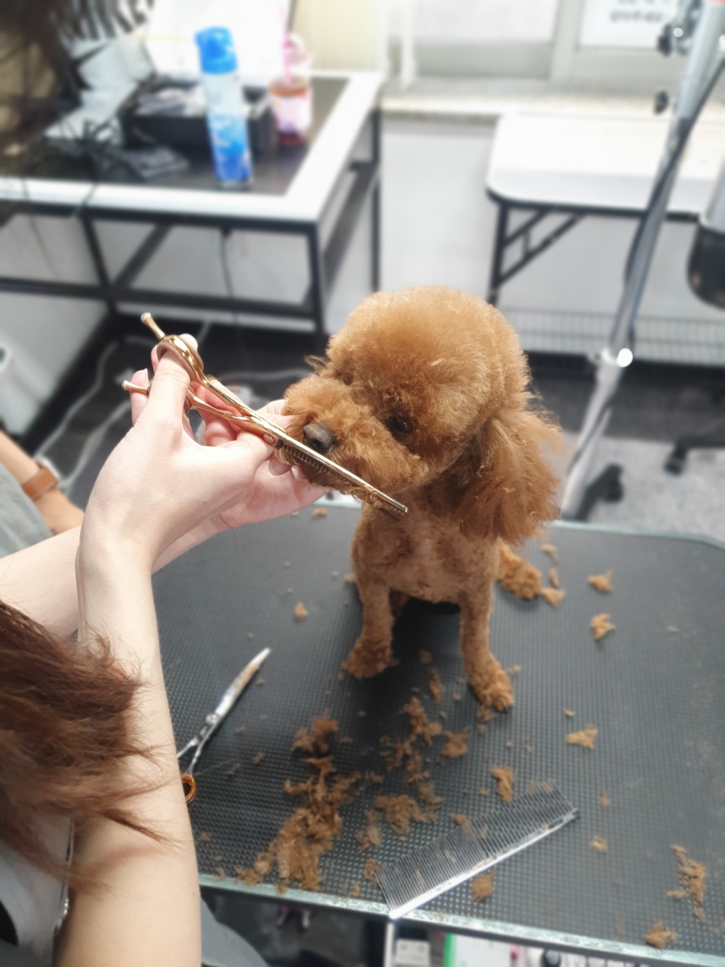 이바우펫애견미용학원 강남아카데미 대표 이미지