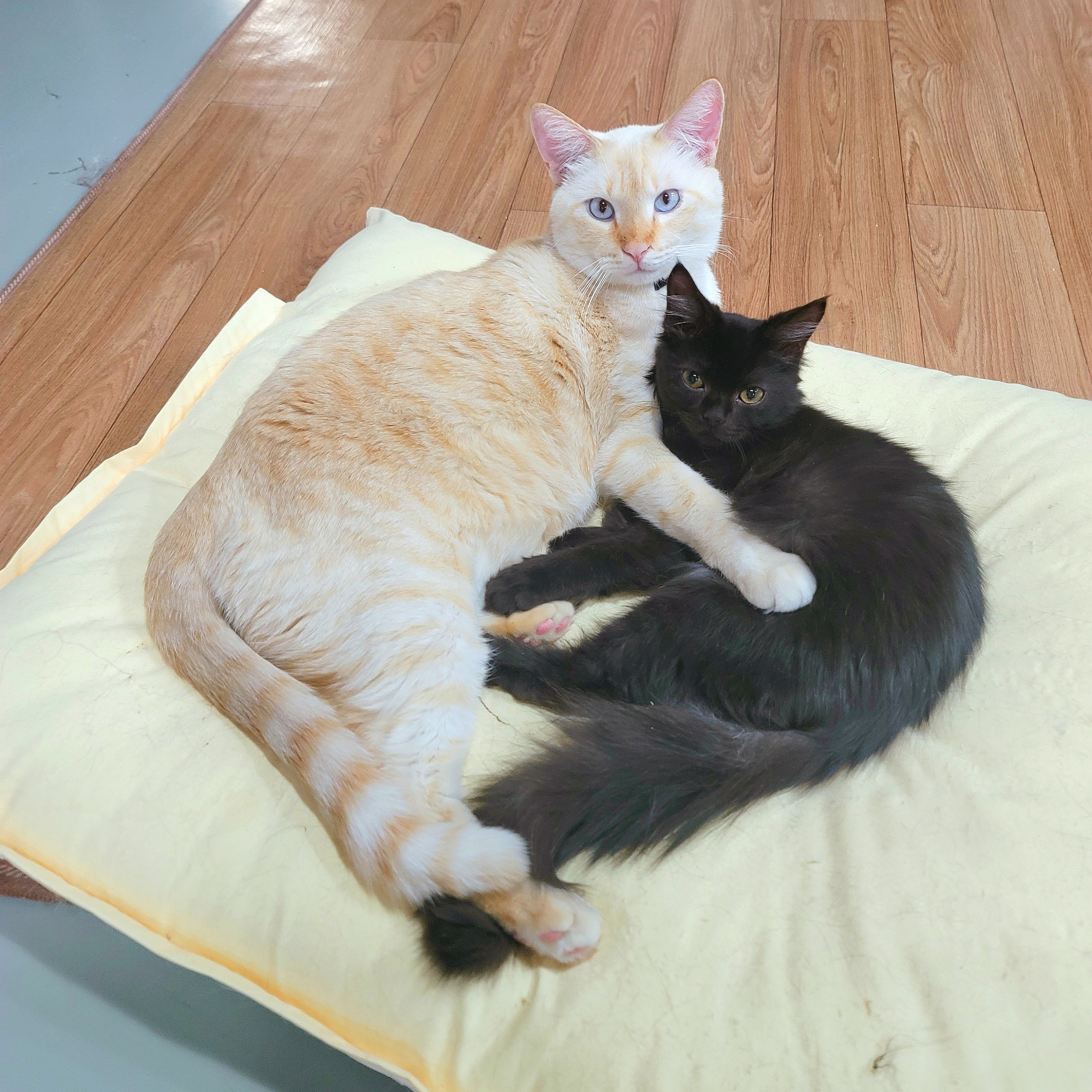 냥다방