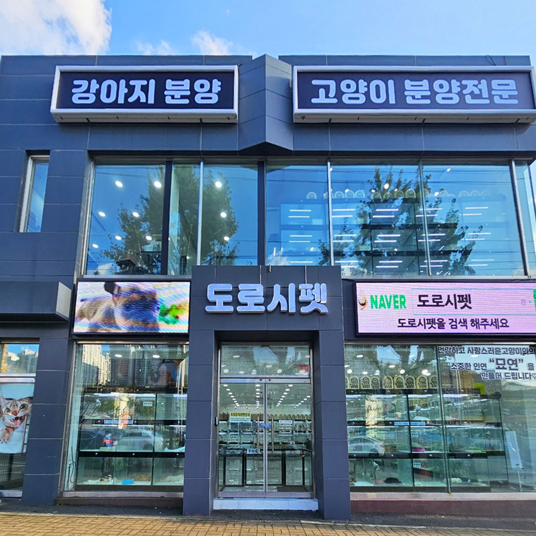 부산 강아지분양 도로시펫