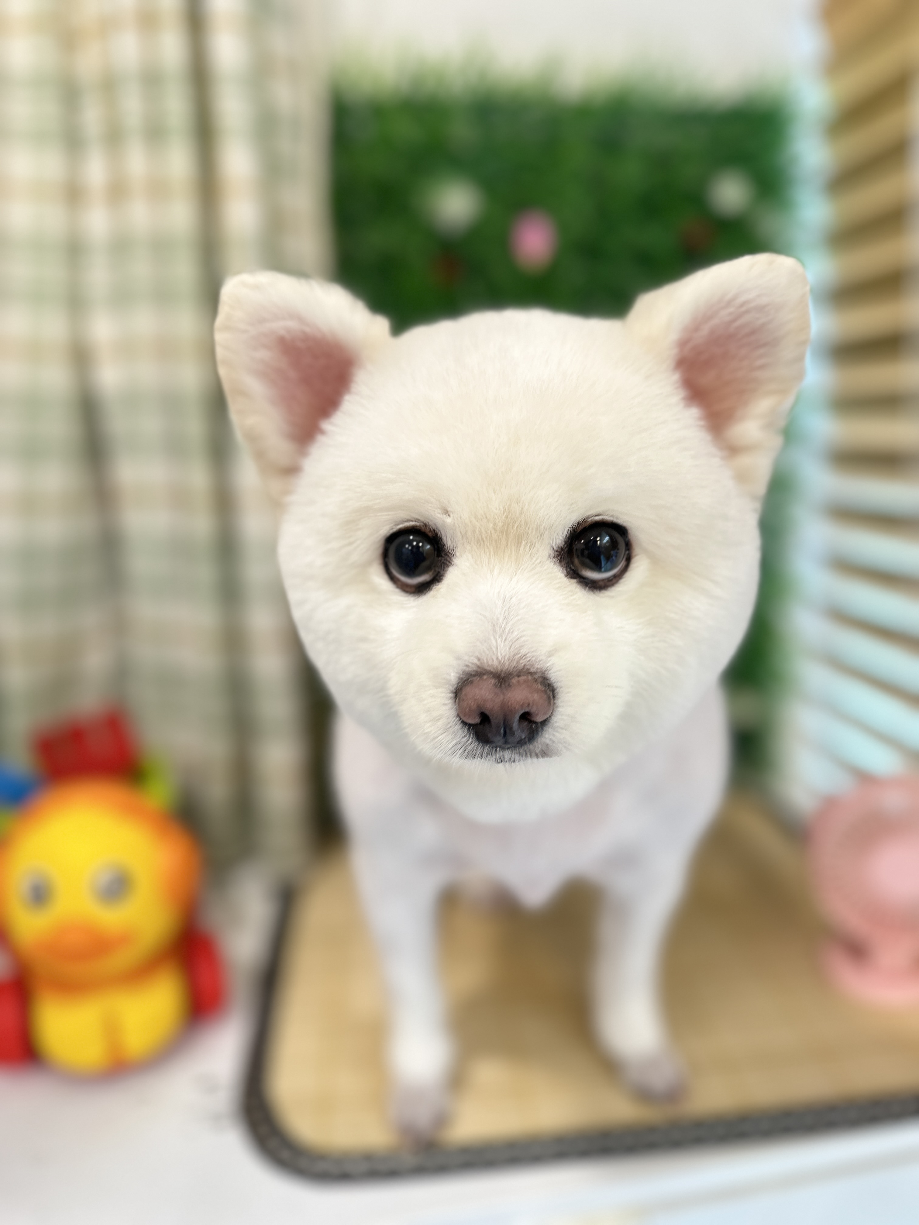 보듬어줄개 대표 이미지