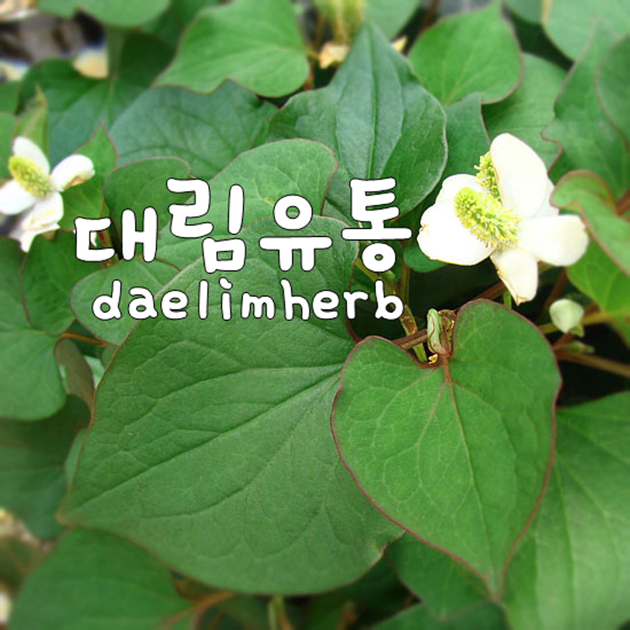대림유통
