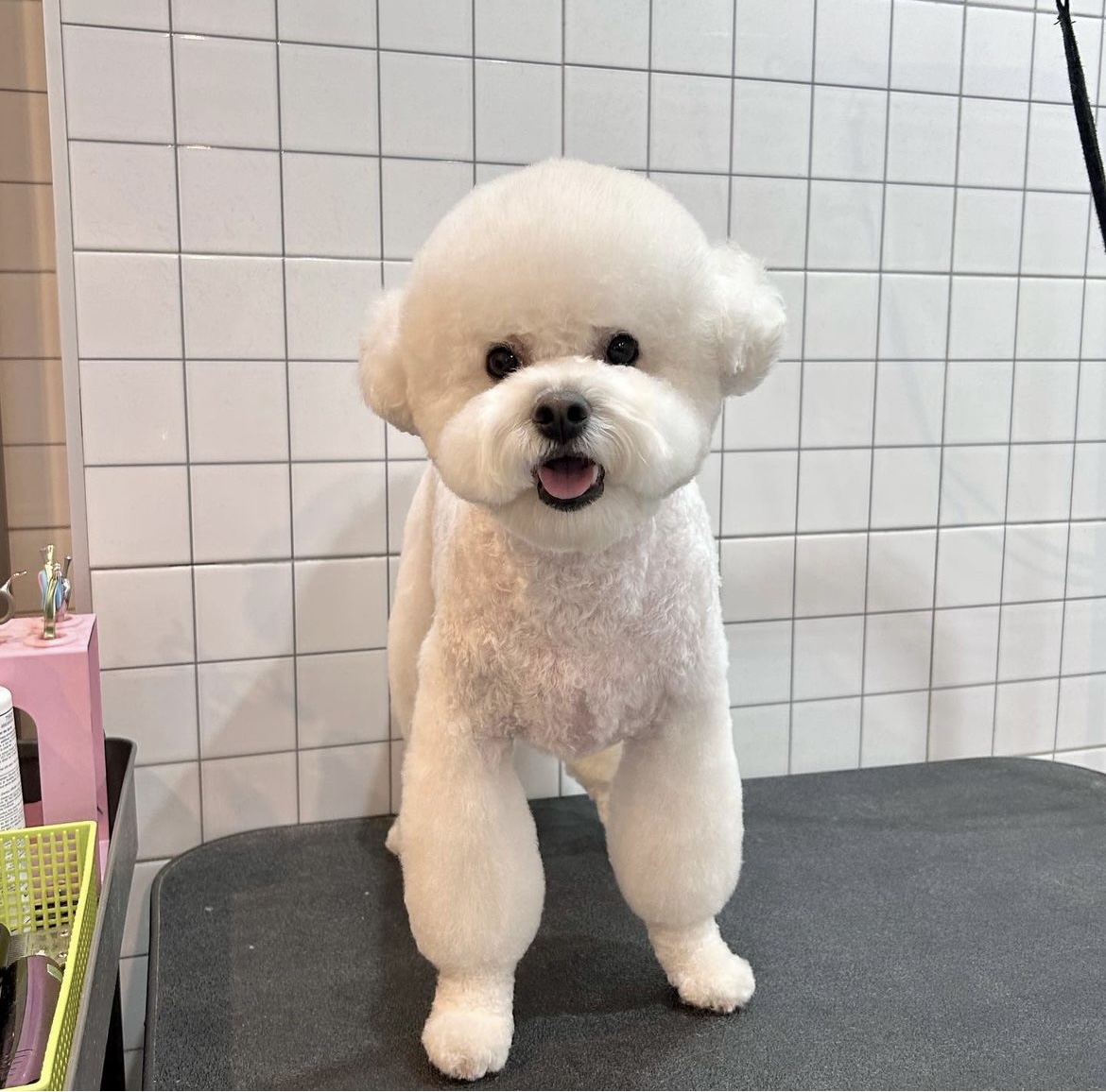 루트231 애견미용 대표 이미지