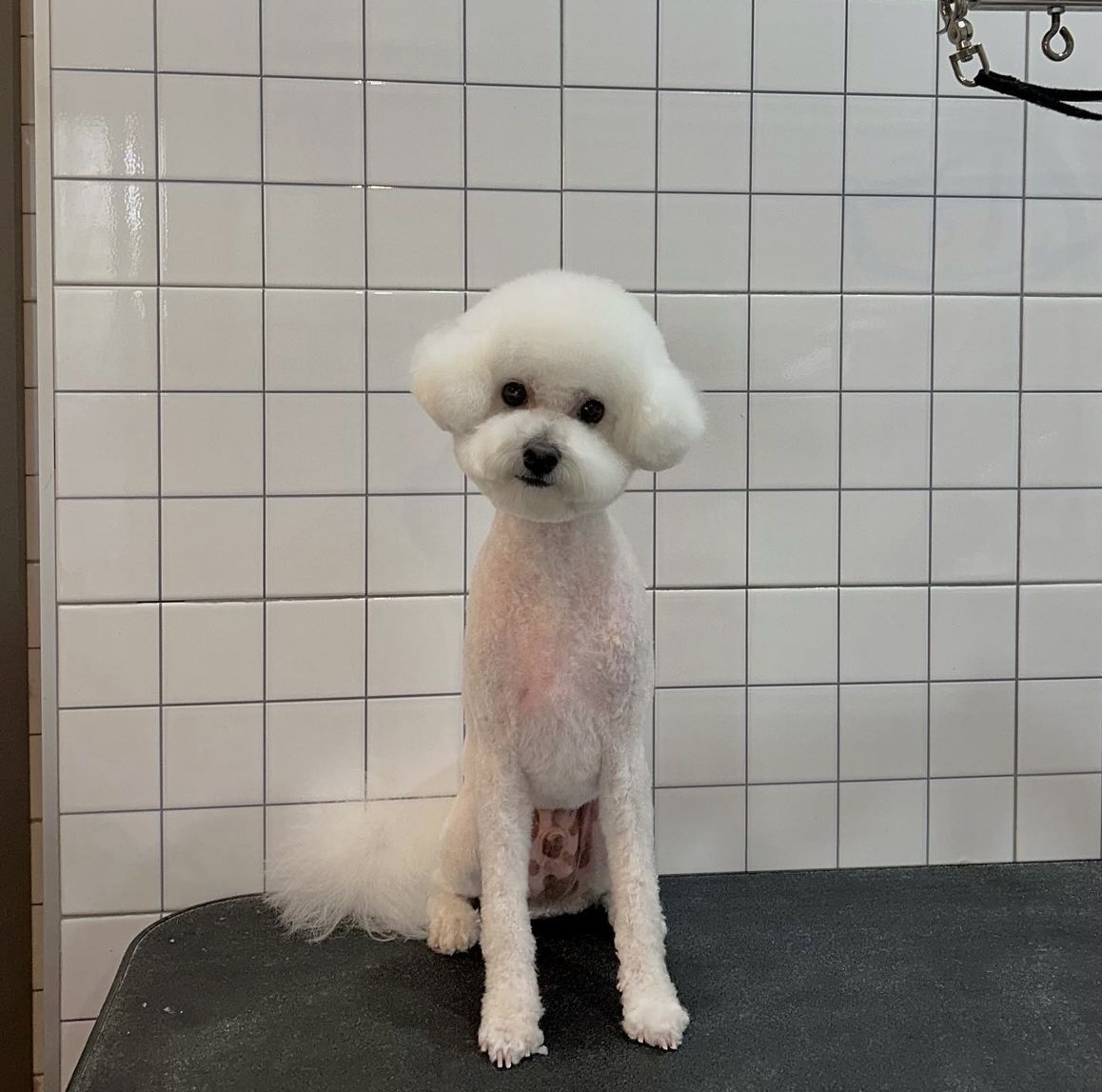 루트231 애견미용 대표 이미지