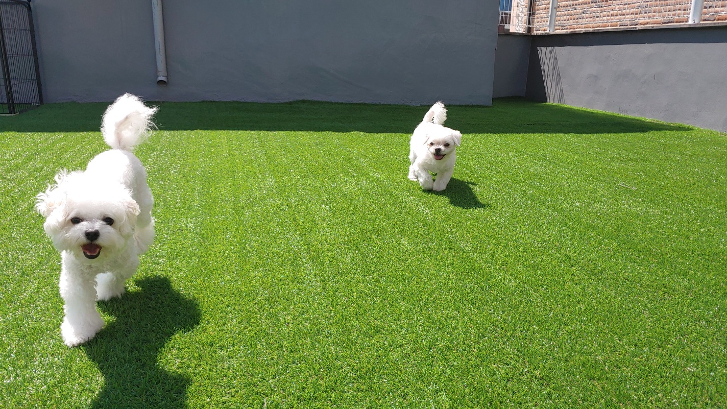 아이뽀애견유치원호텔 대표 이미지