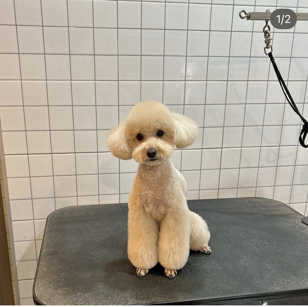 루트231 애견미용 대표 이미지