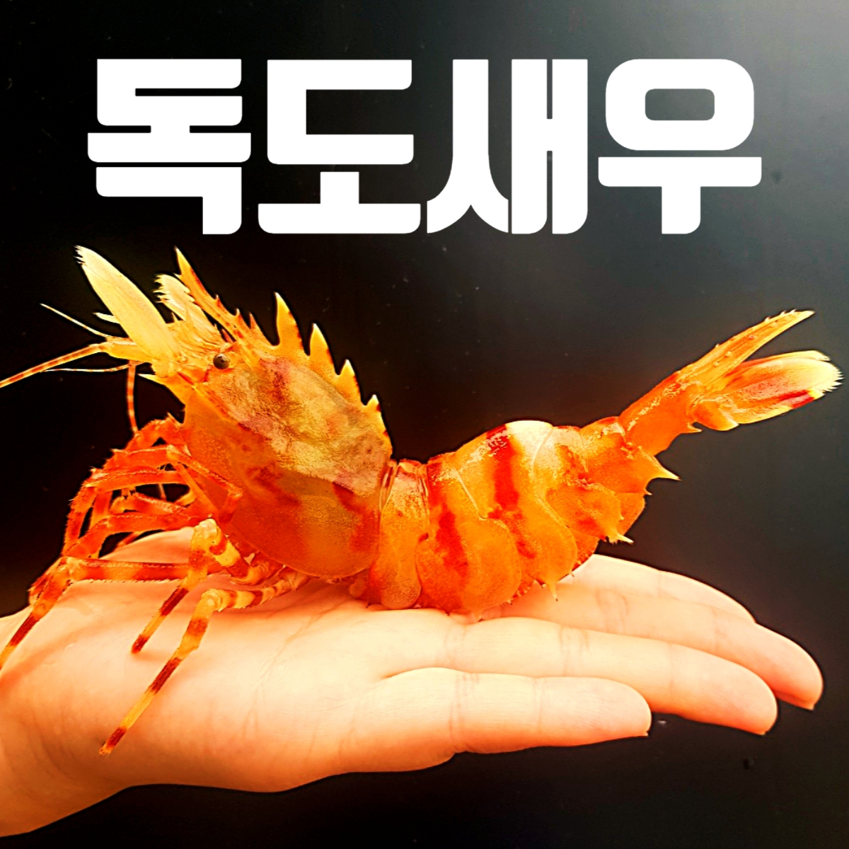 선장과아들수산