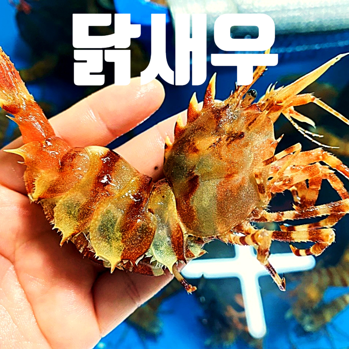선장과아들수산