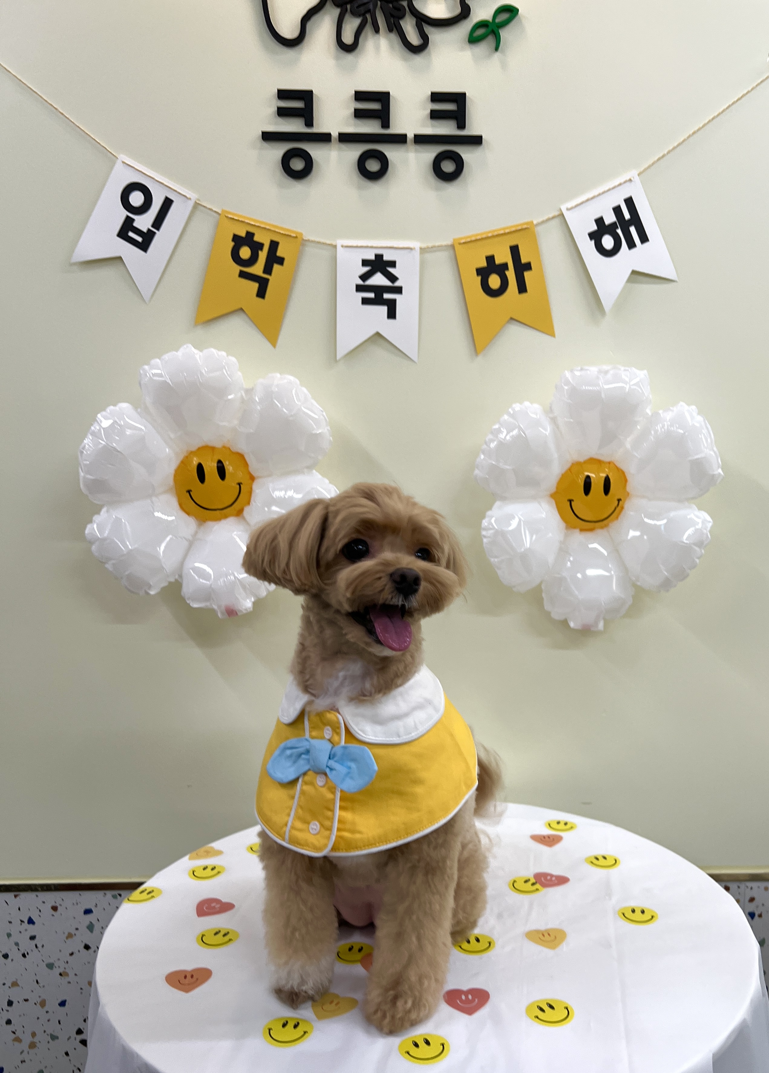킁킁킁애견유치원 대표 이미지