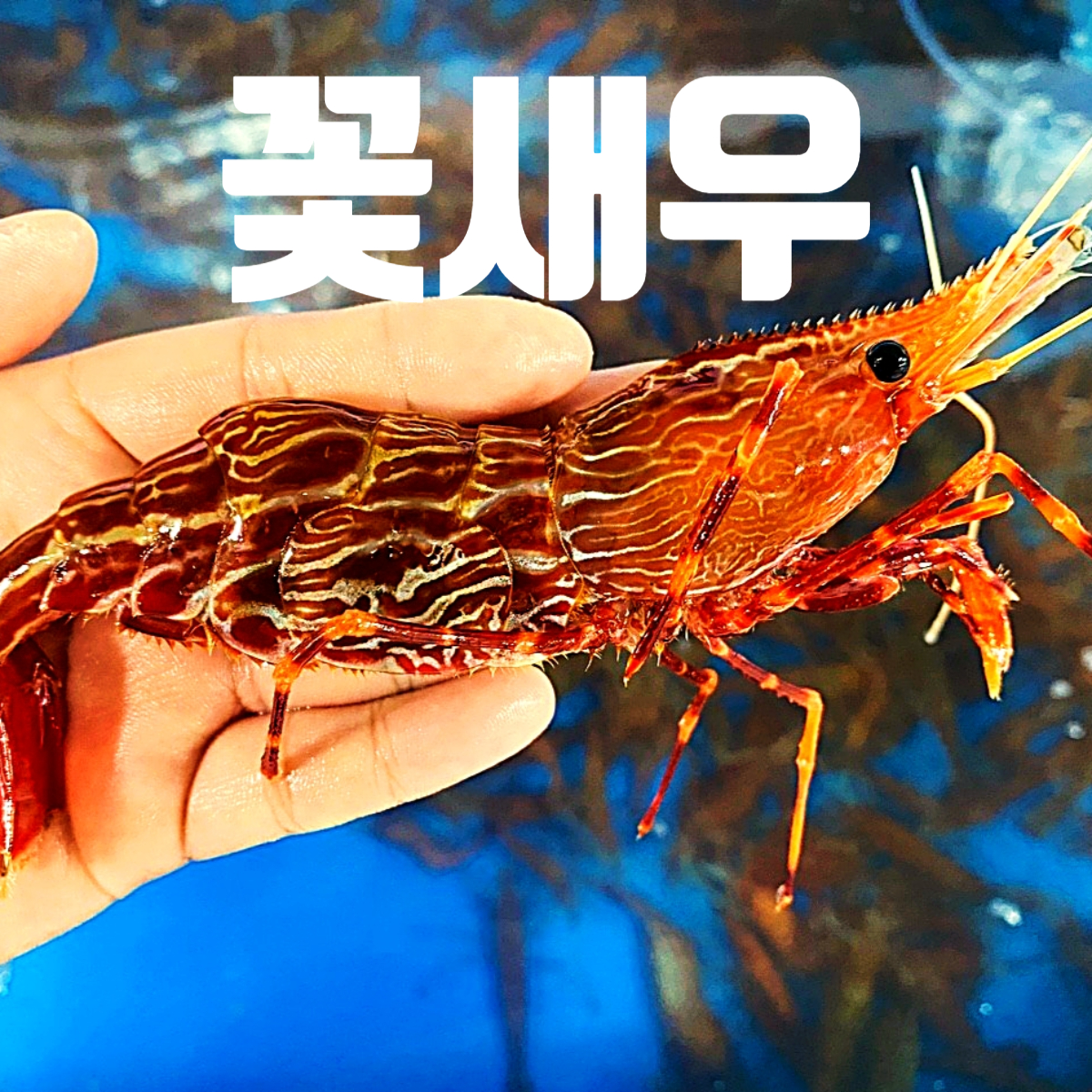 선장과아들수산