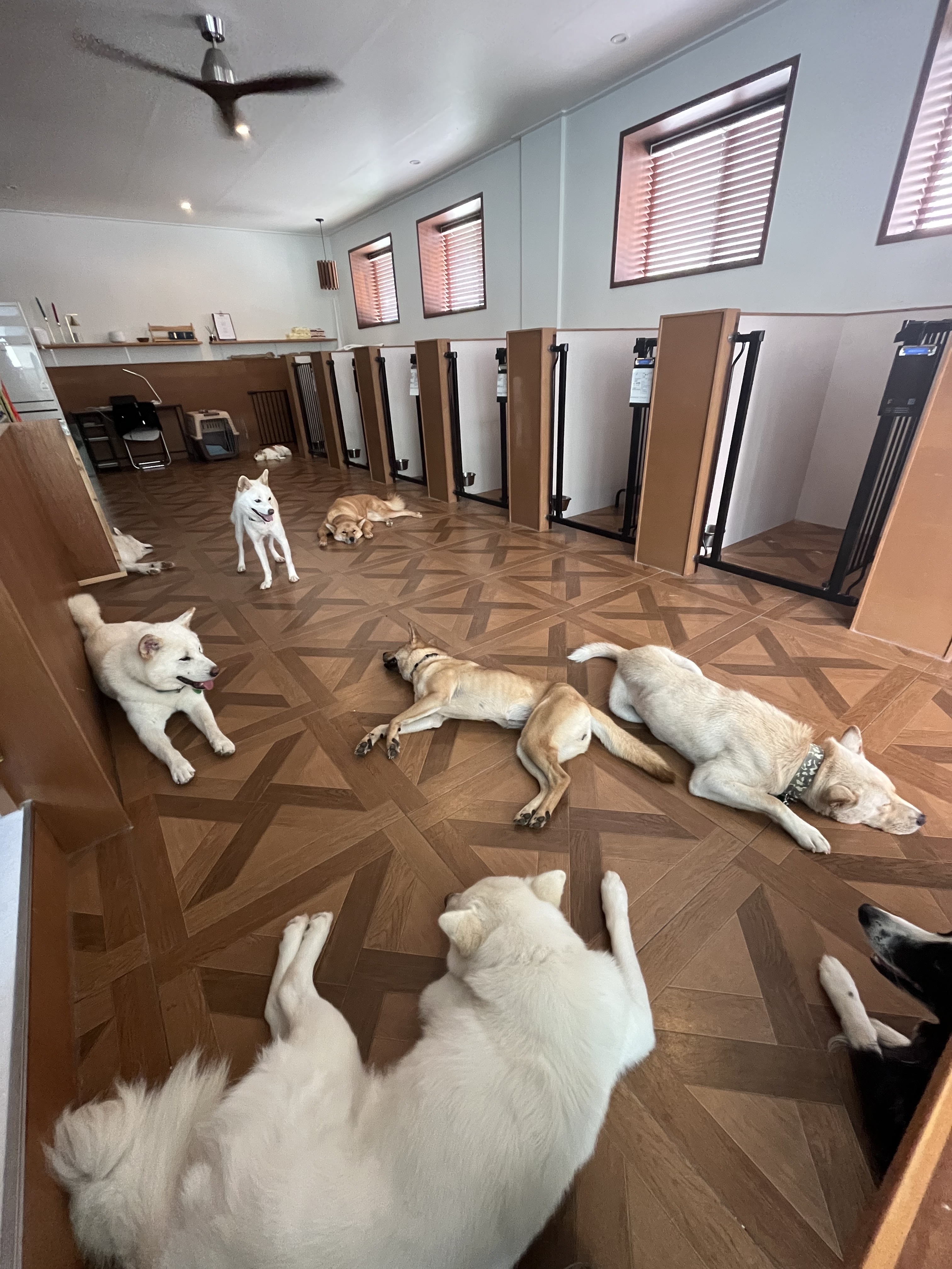 빌리지독 대표 이미지