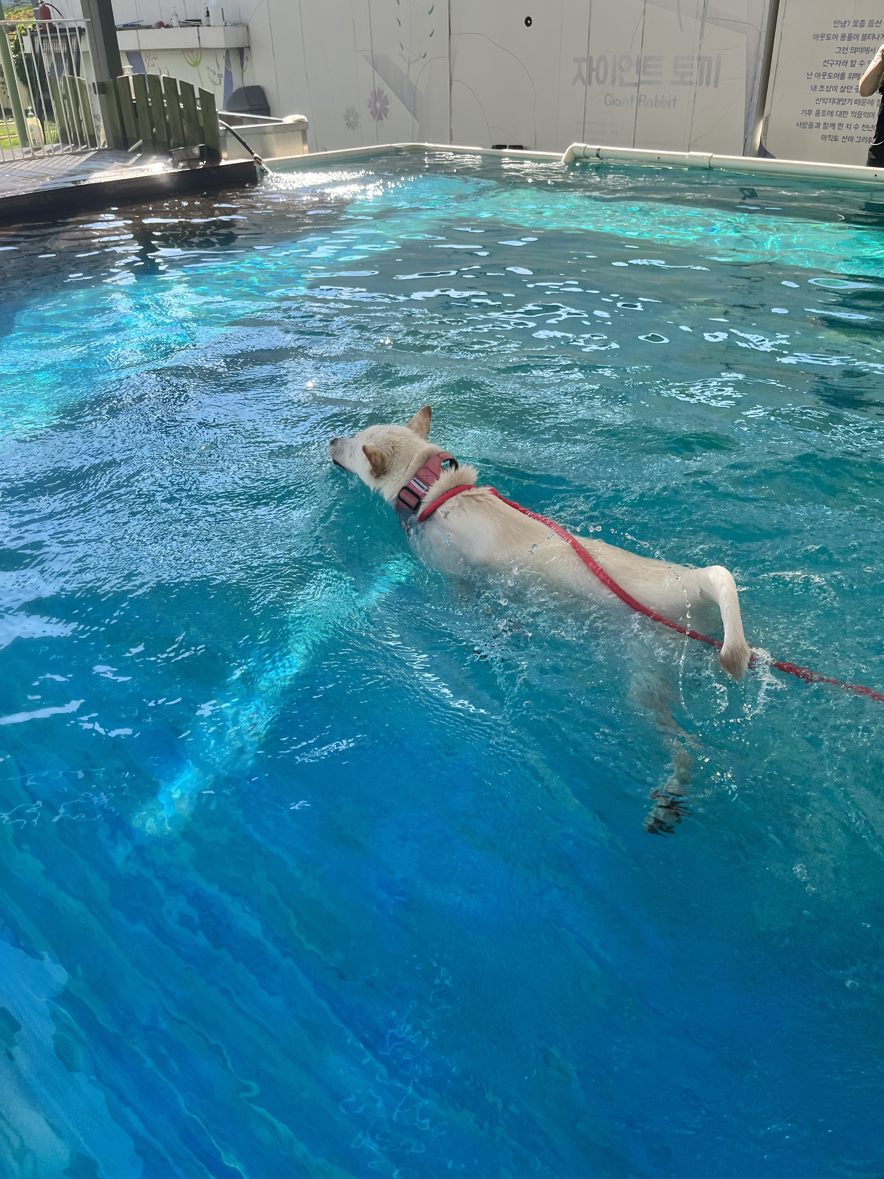 일산애견스쿨 대표 이미지