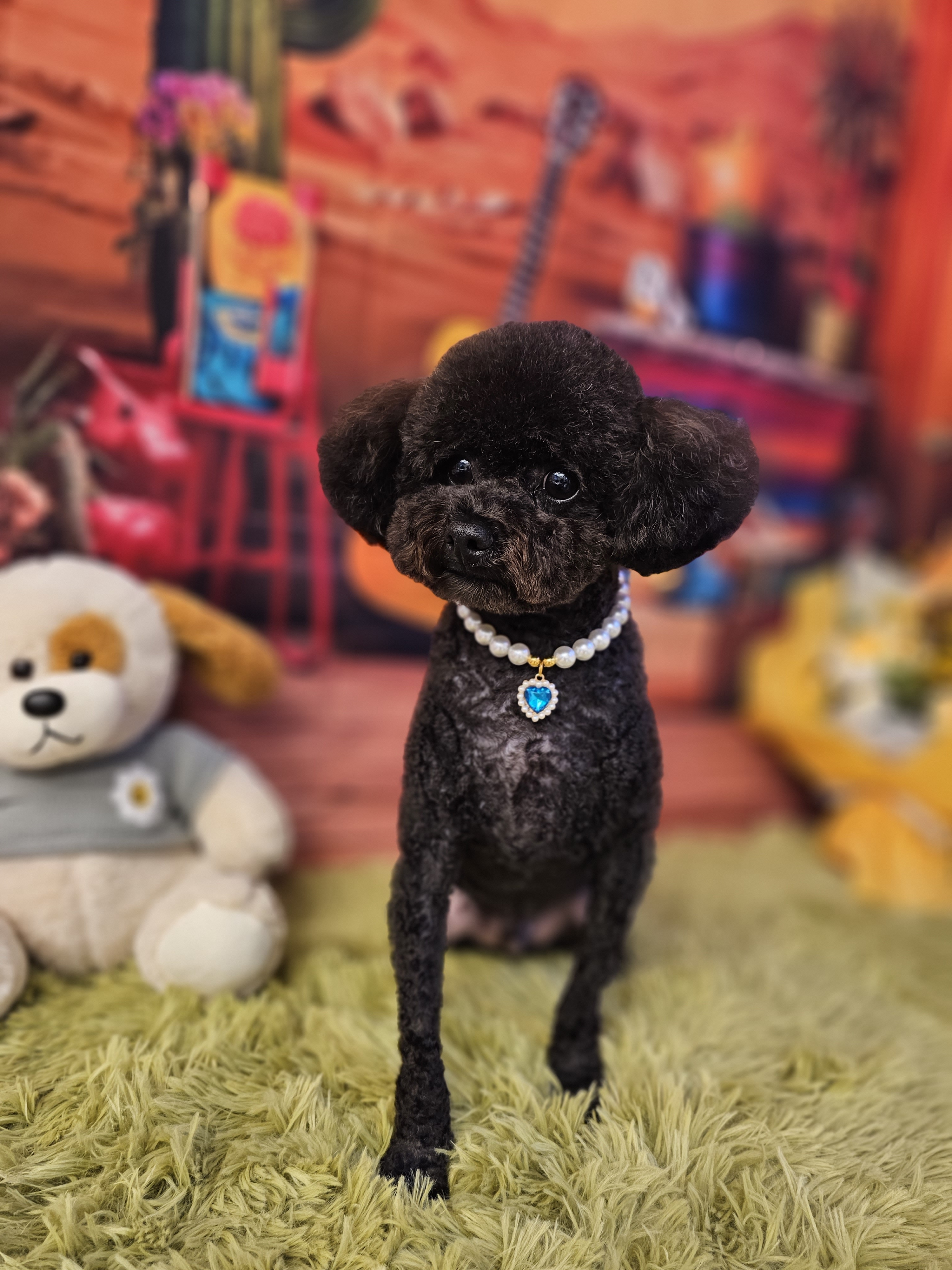 맘스펫 다산애견미용 호텔 가위컷 대표 이미지