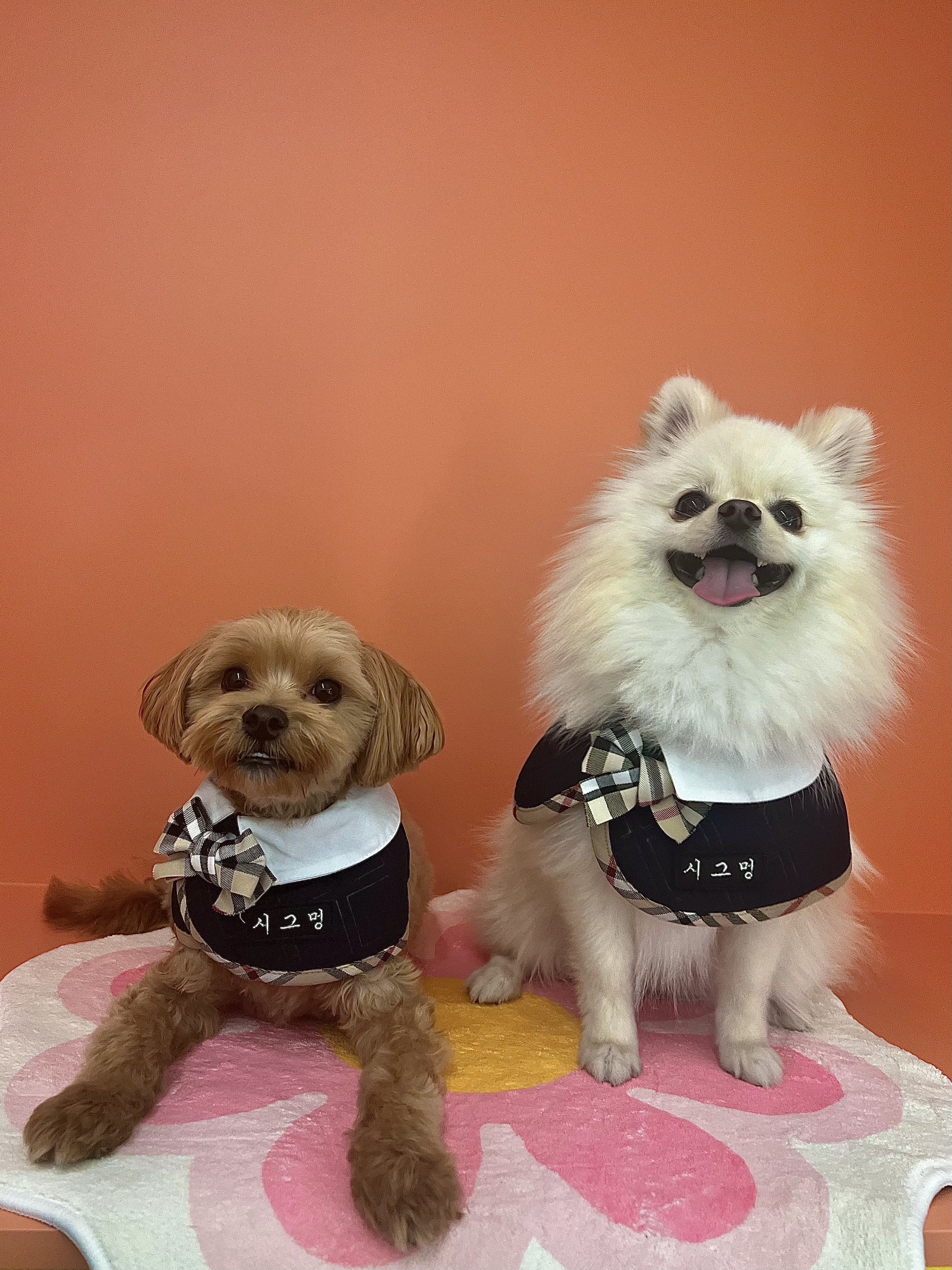 시그멍 애견 호텔&유치원 대표 이미지