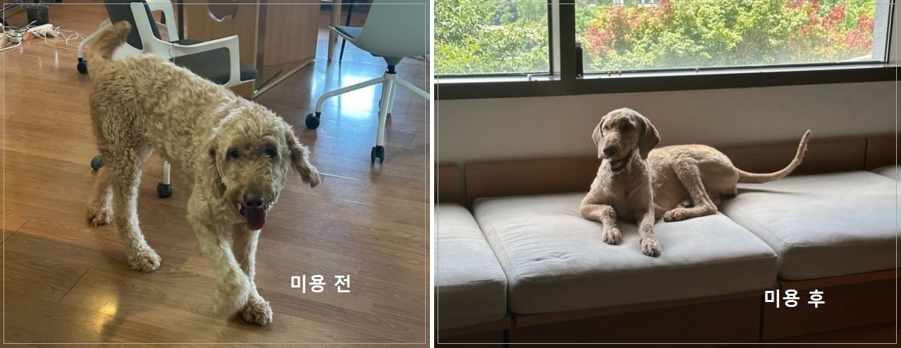 펫VIP 대표 이미지