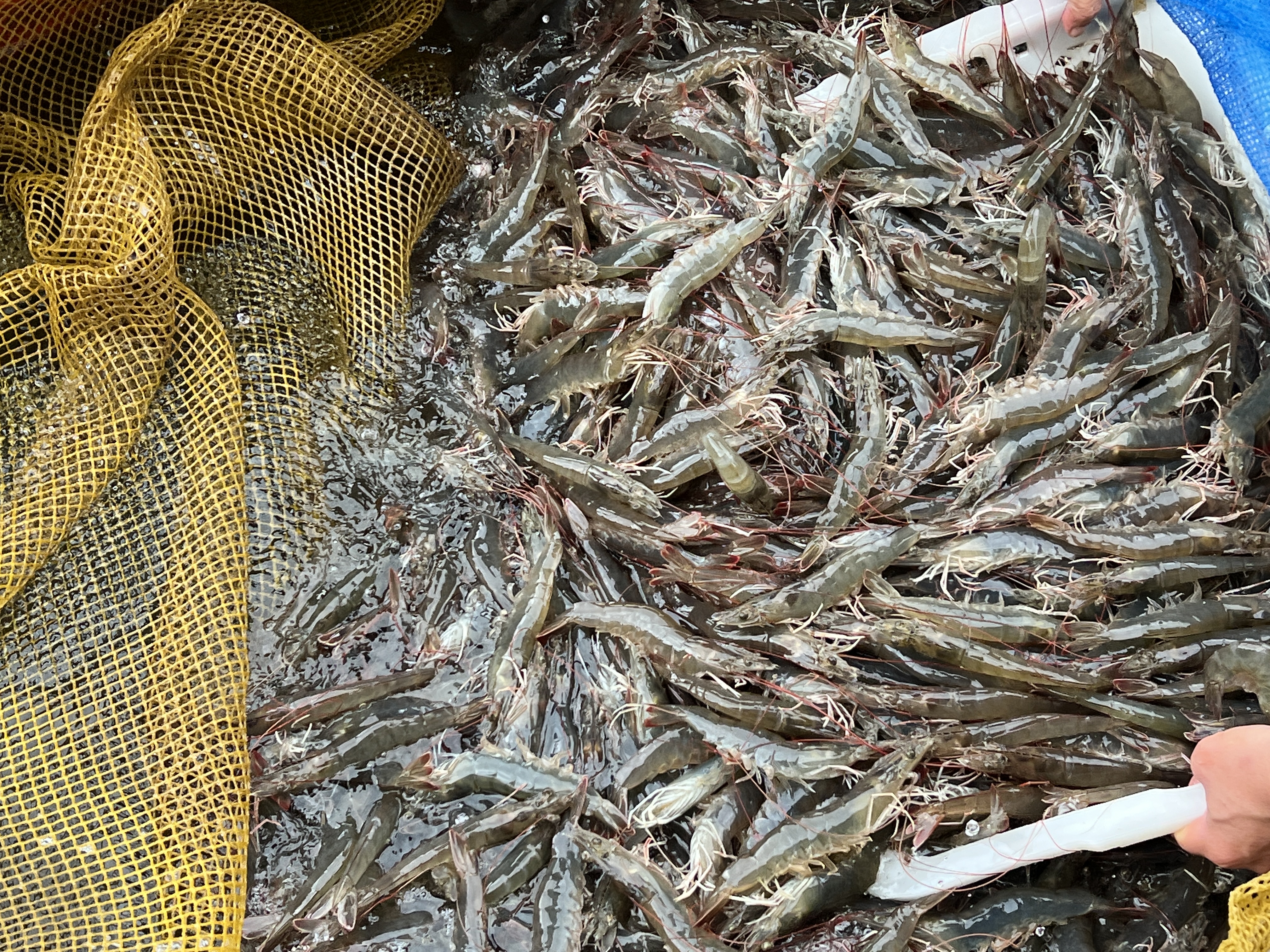 팔복수산