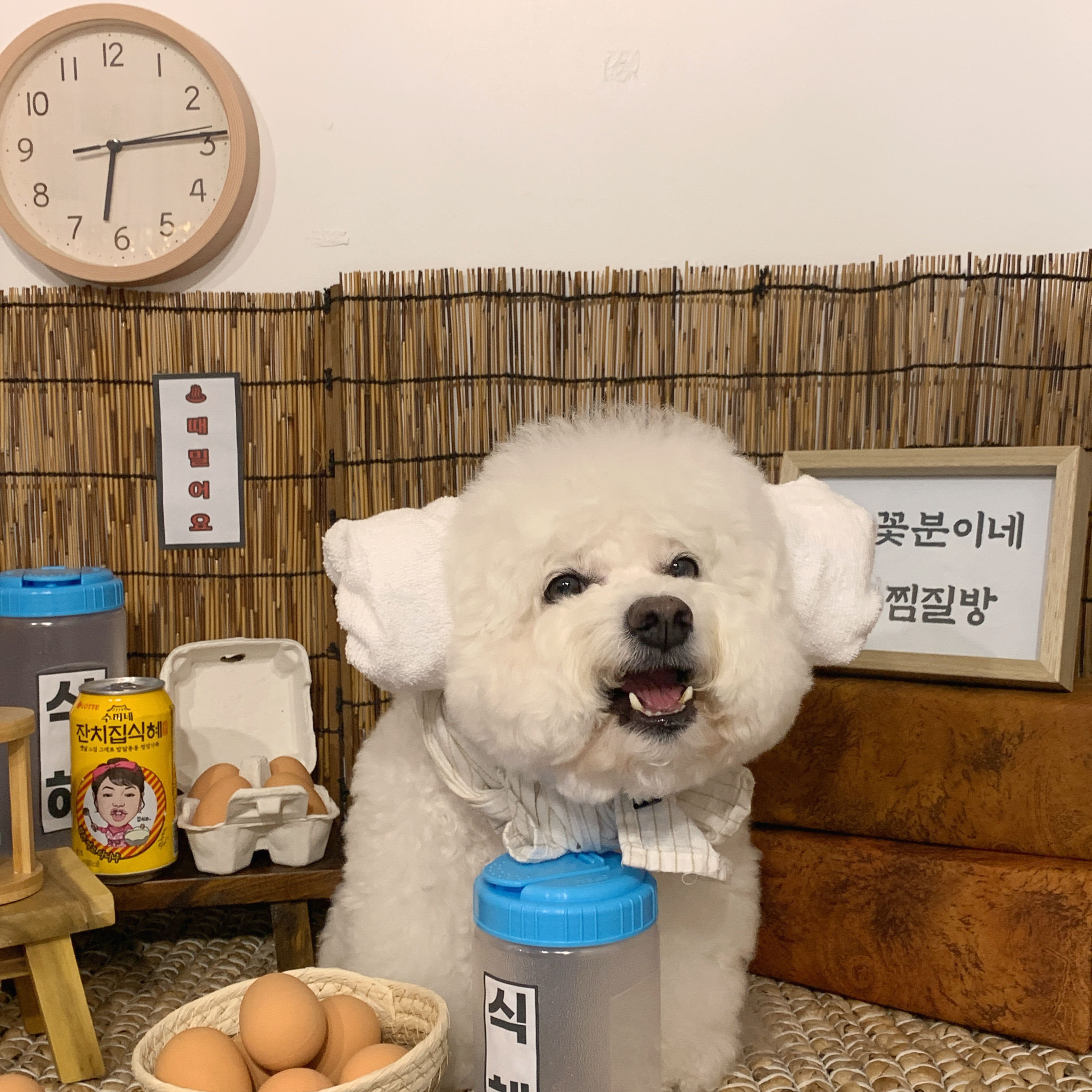 꽃분이네애견카페 3