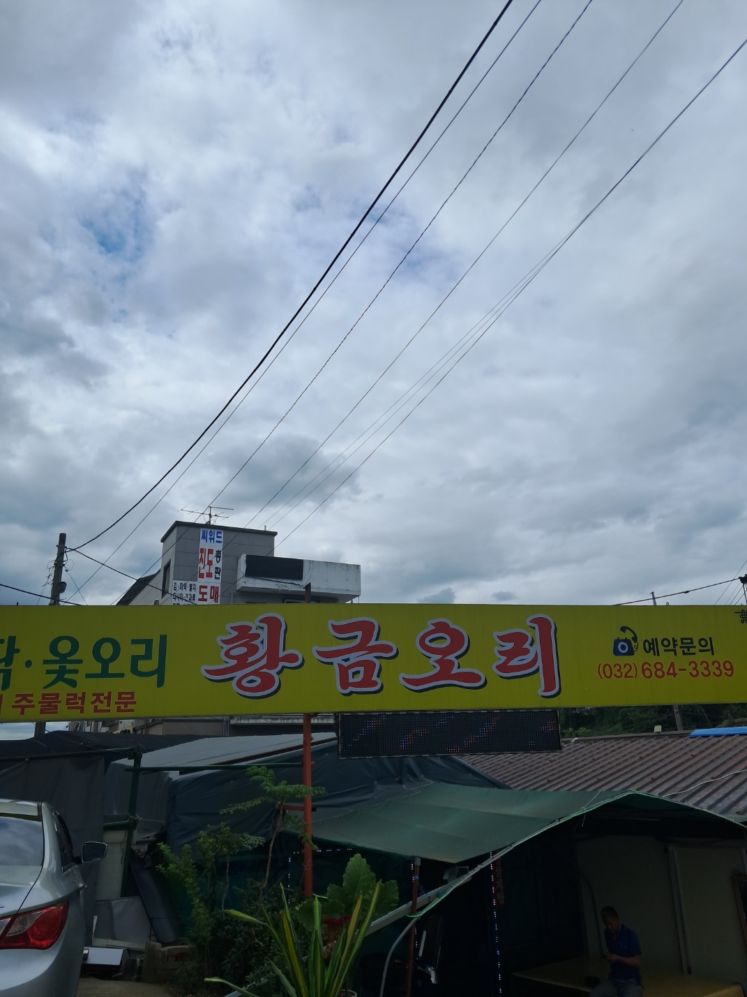 황금오리