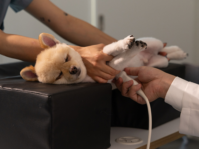 더블유동물심장병원 대표 이미지