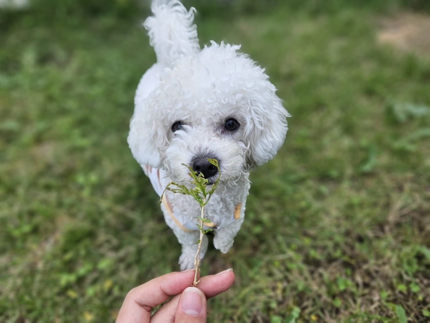 댕댕놀이터 아라점 대표 이미지