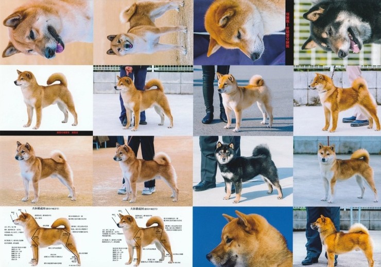 시바견전문가도켄넬