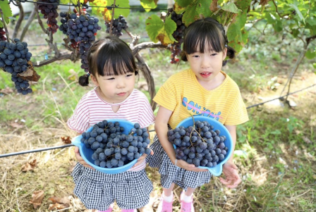 영농조합법인 위