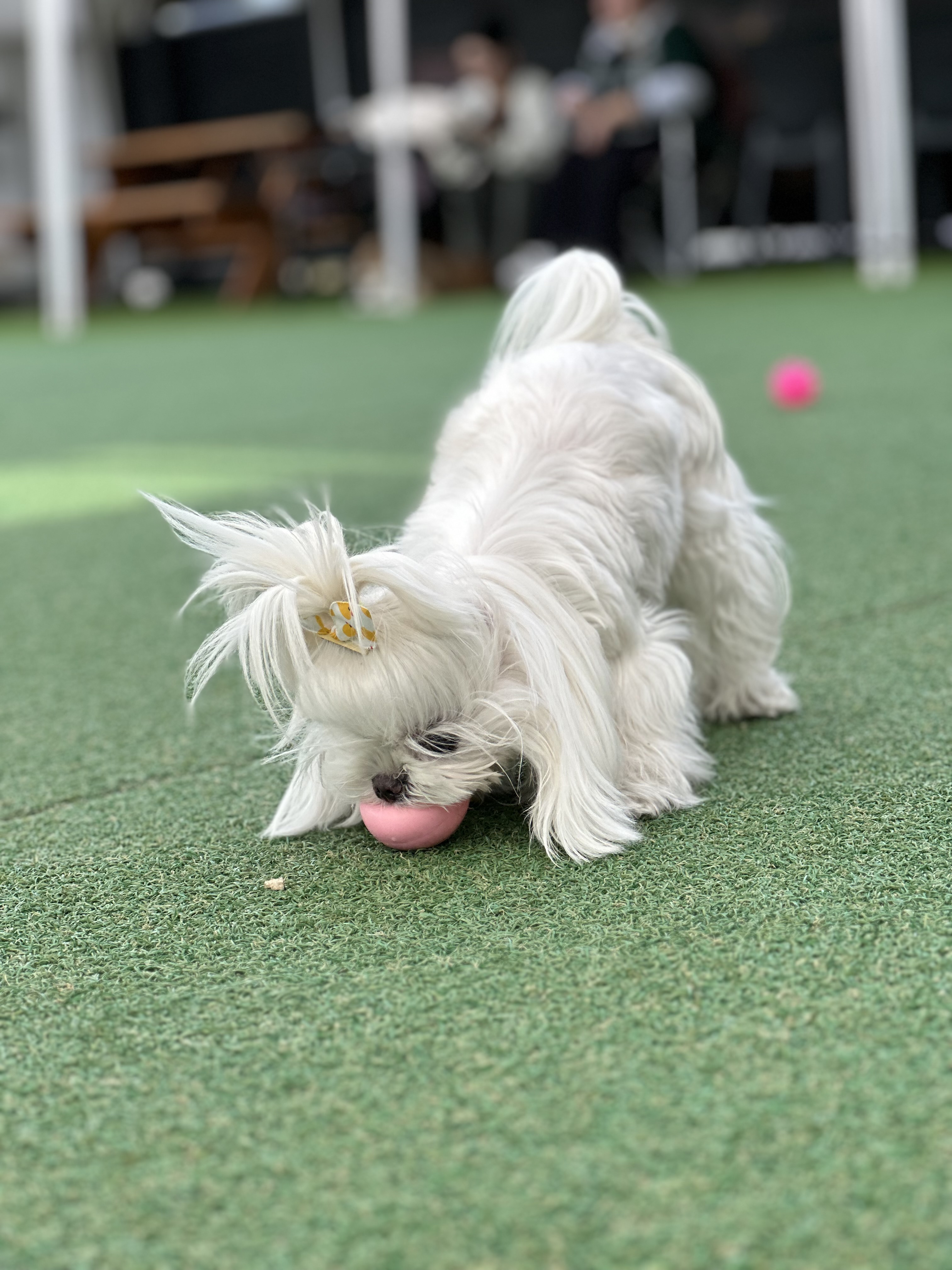 브루하하 강아지 유치원 애견호텔 애견유치원 대표 이미지