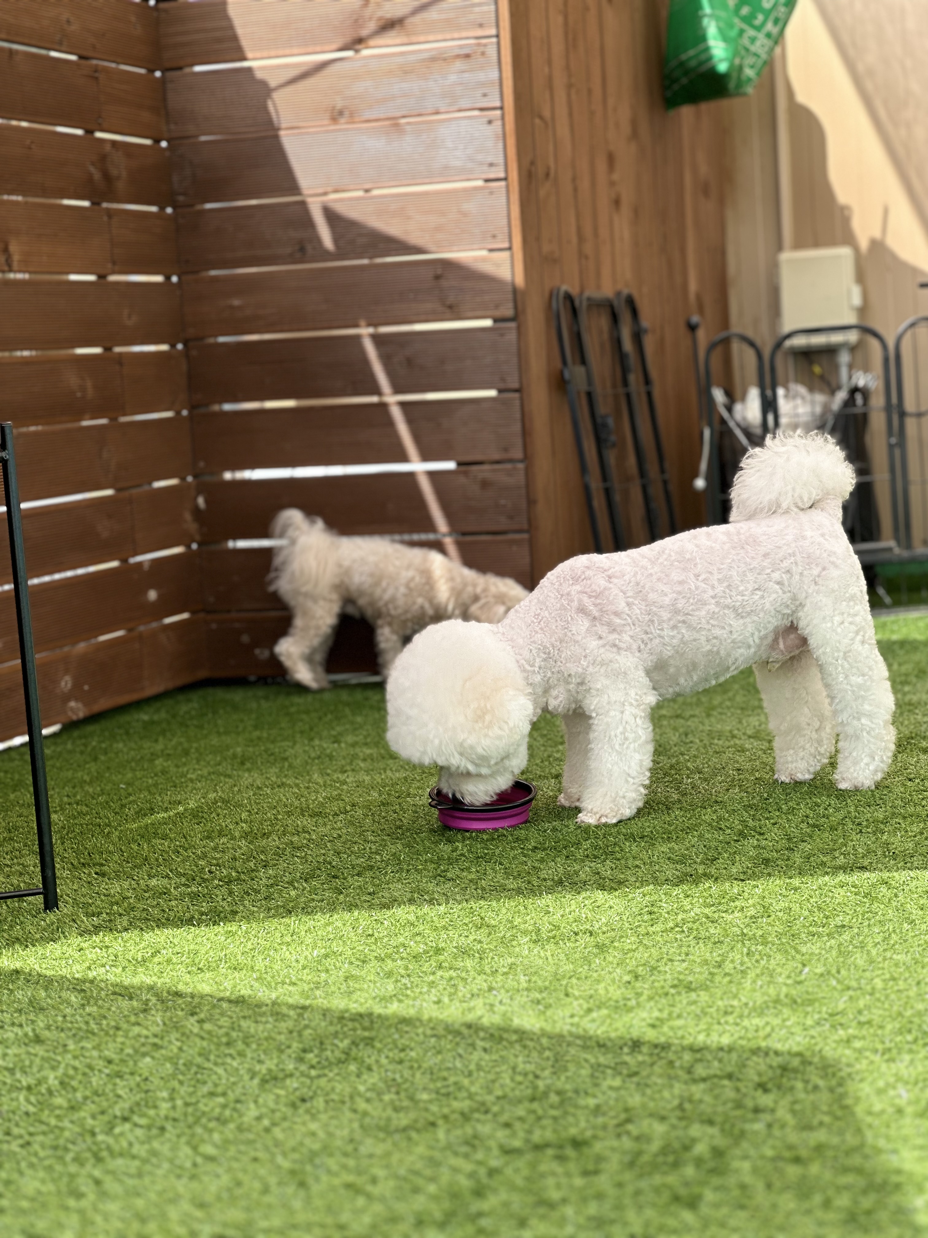 브루하하 강아지 유치원 애견호텔 대표 이미지