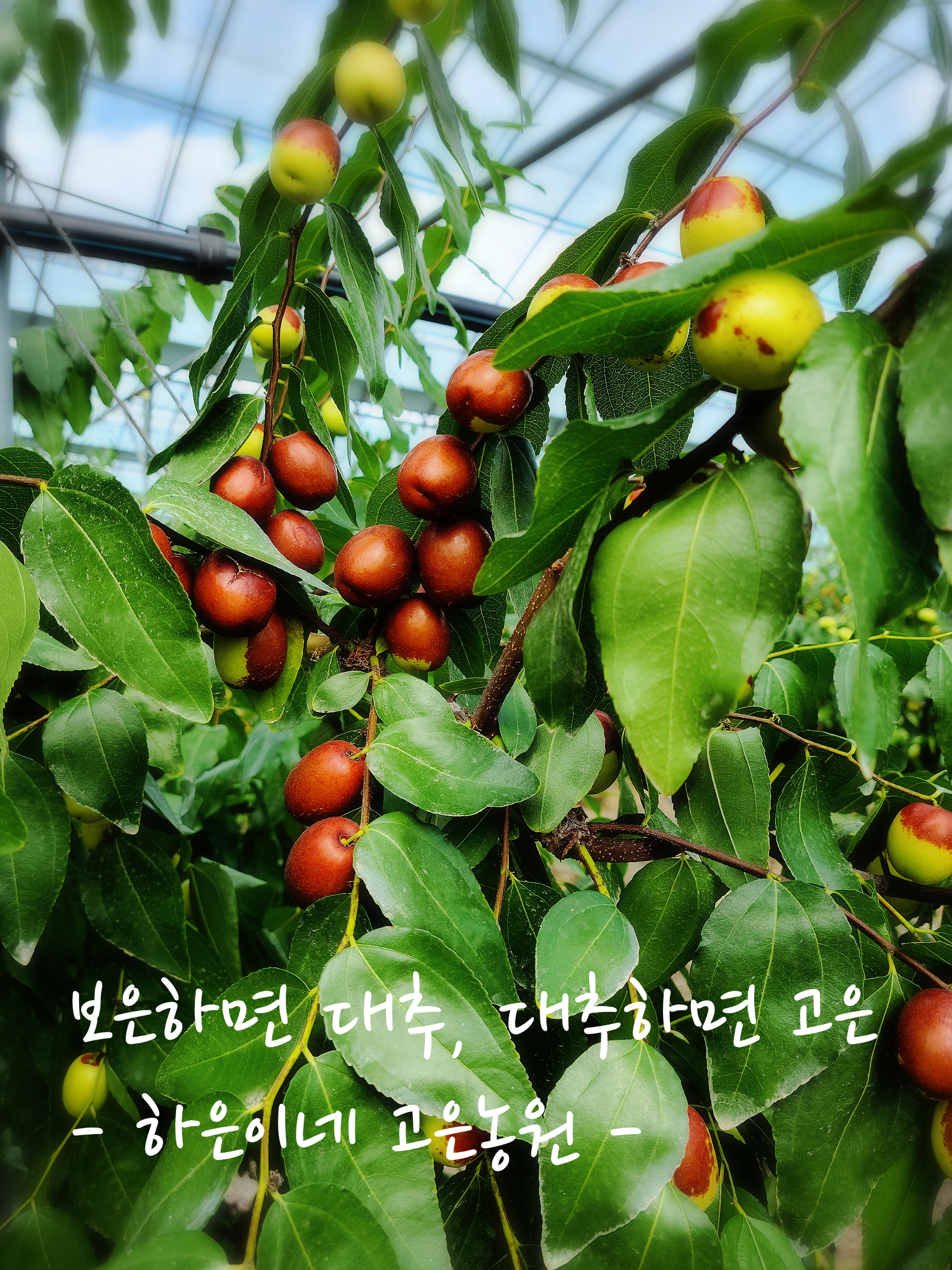 하은이네 고은농원