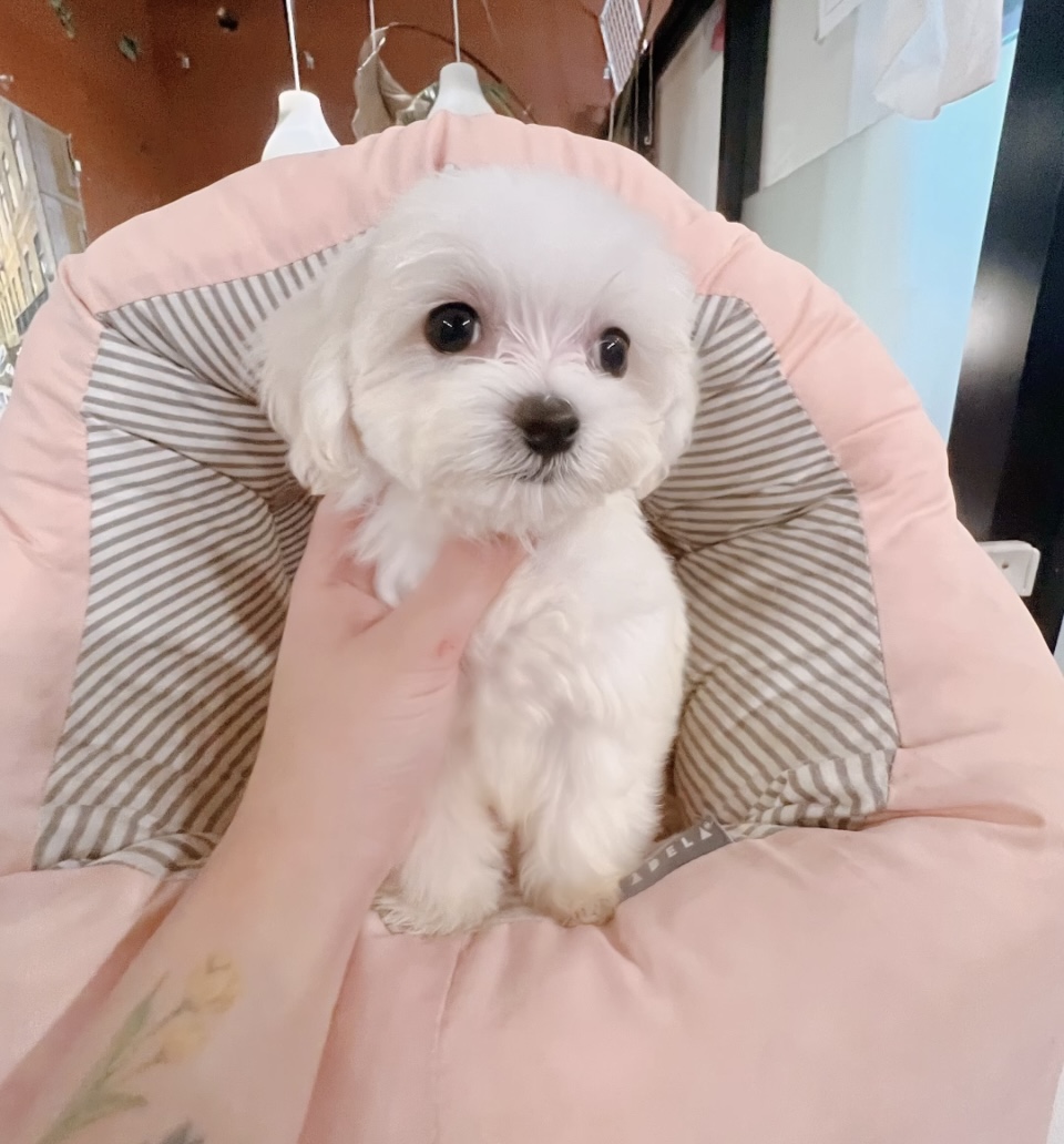 베이비멍