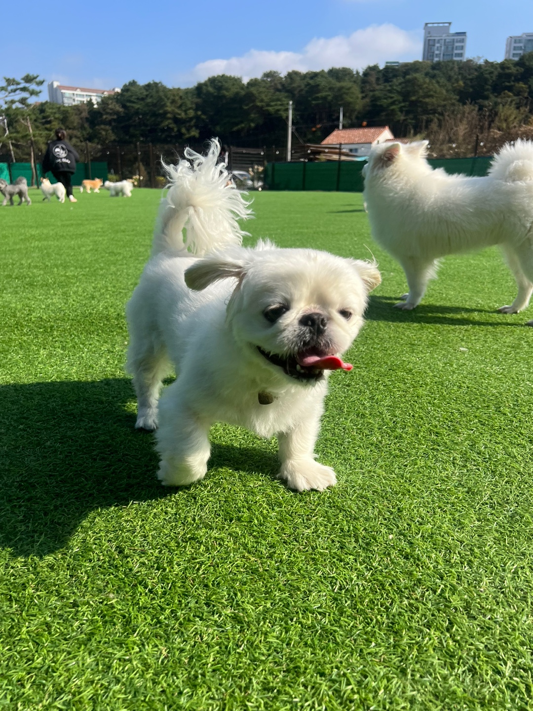 안녕똑독아소형견유치원호텔 대표 이미지