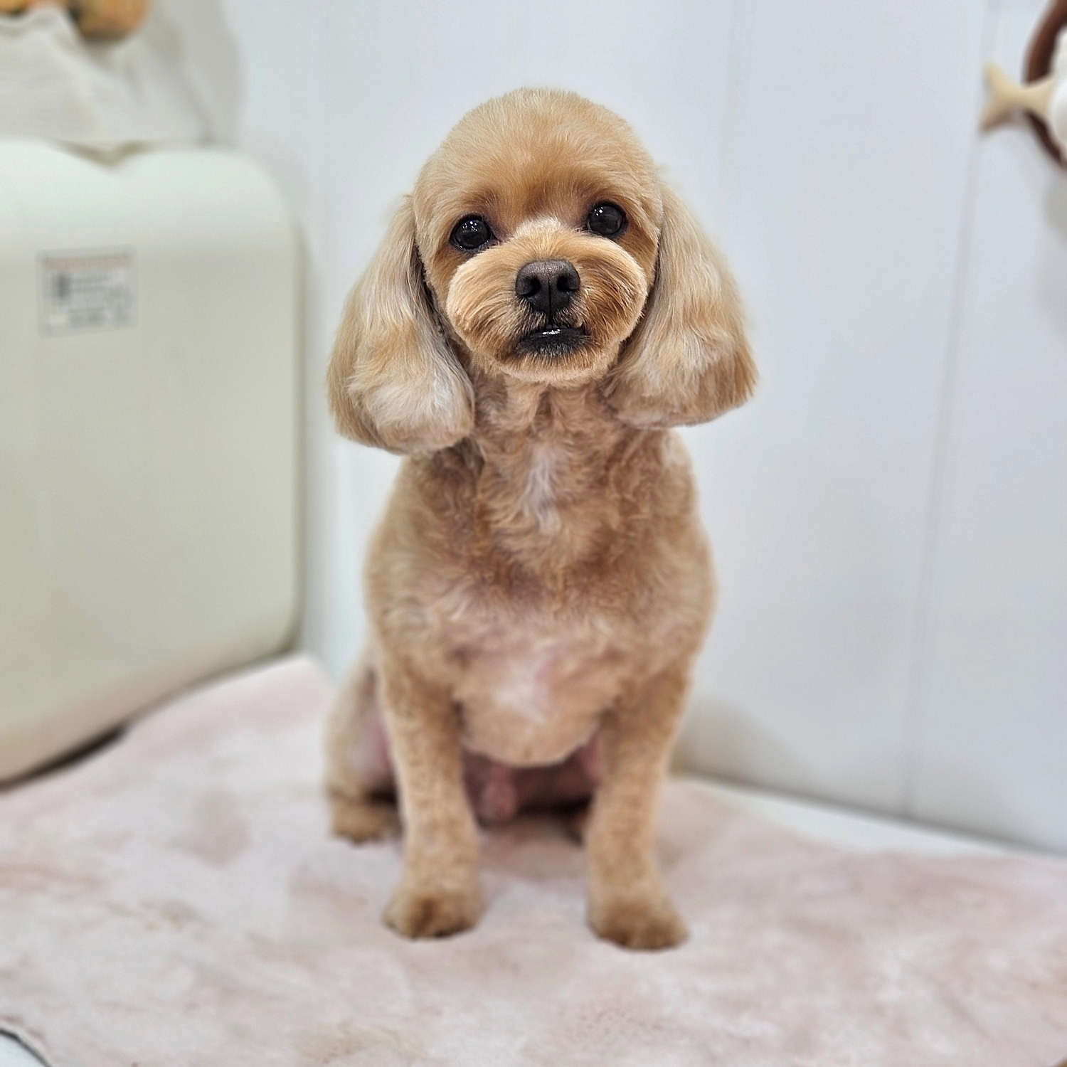 메리몰펫샵 사직점 대표 이미지