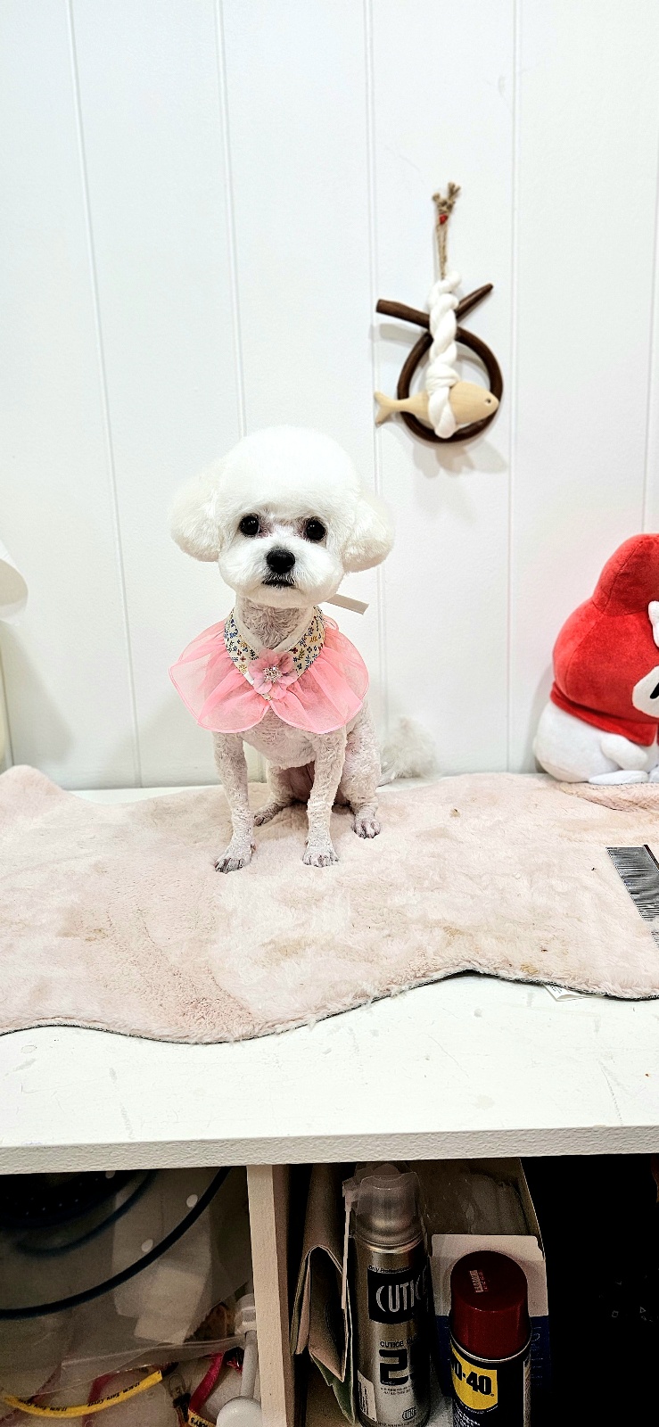 메리몰펫샵 사직점 대표 이미지