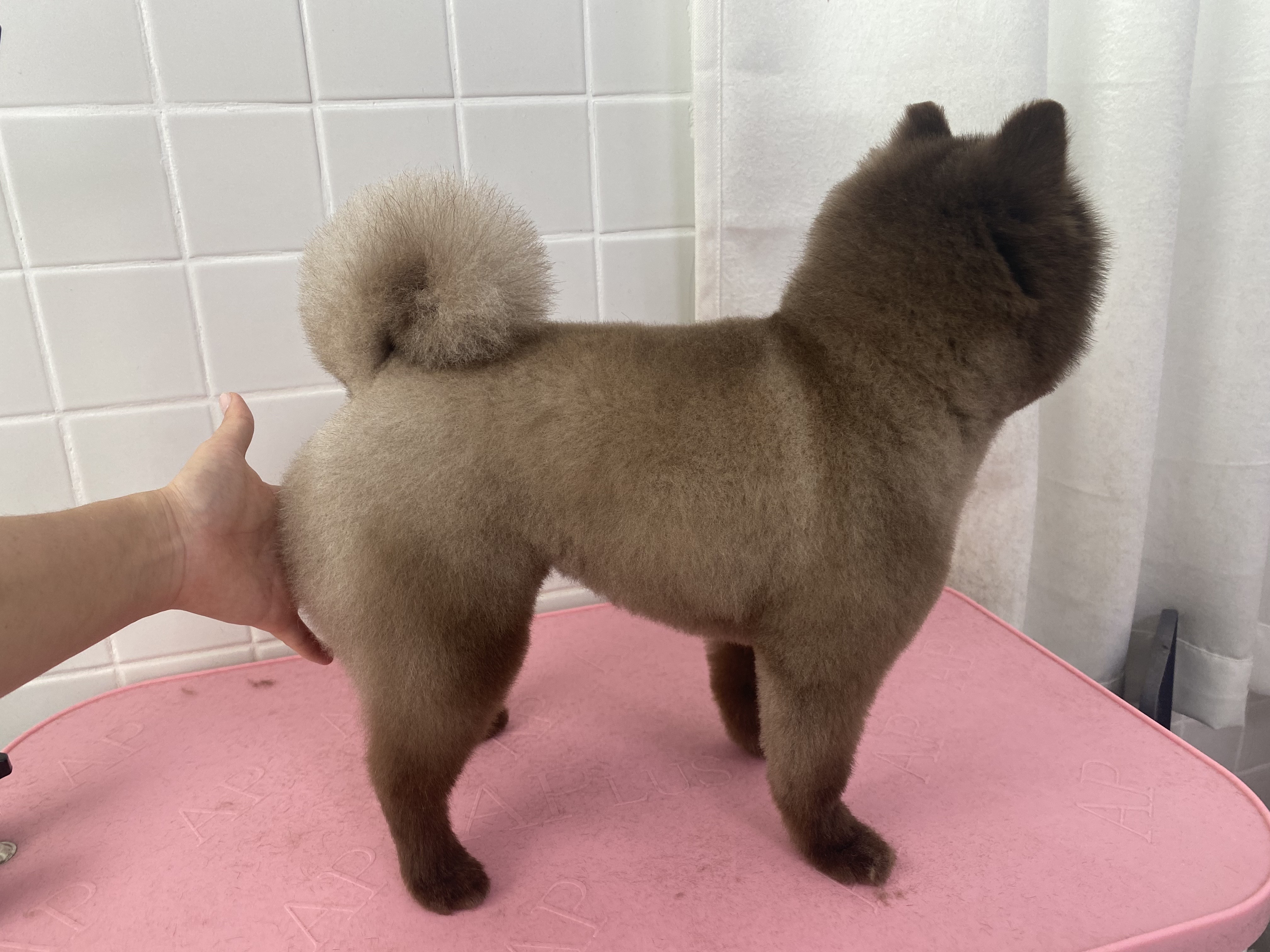멍앤멍스 반려동물 동반 애견카페