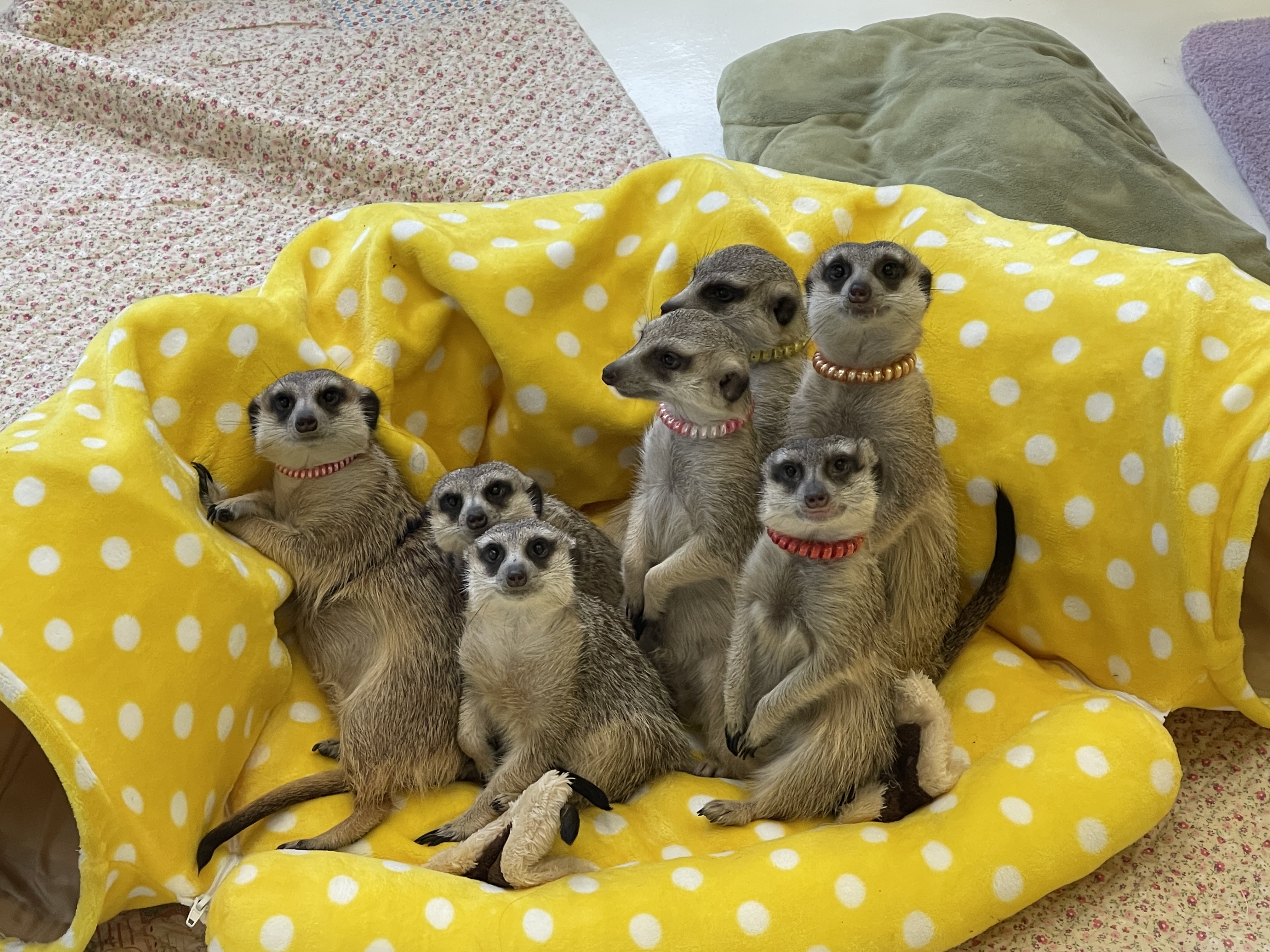 미어캣 프랜즈
