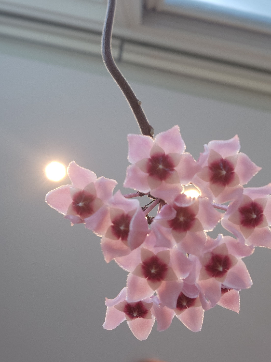 사랑애네일 대표 이미지