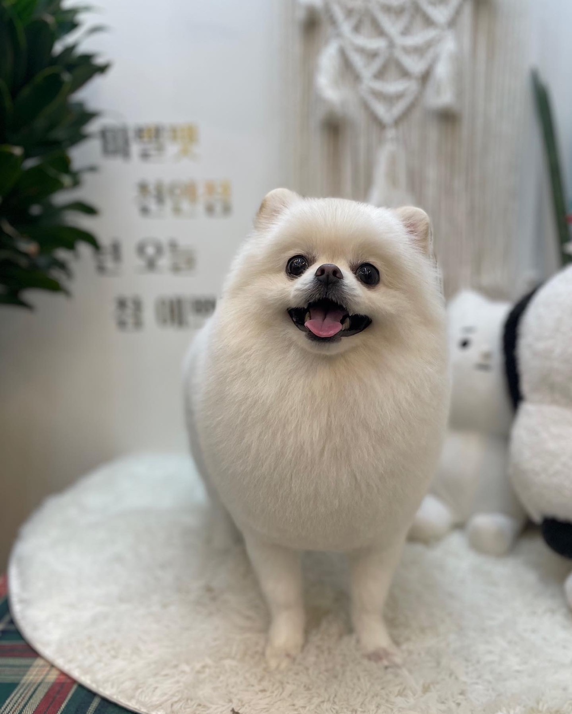 마벨펫 천안점
