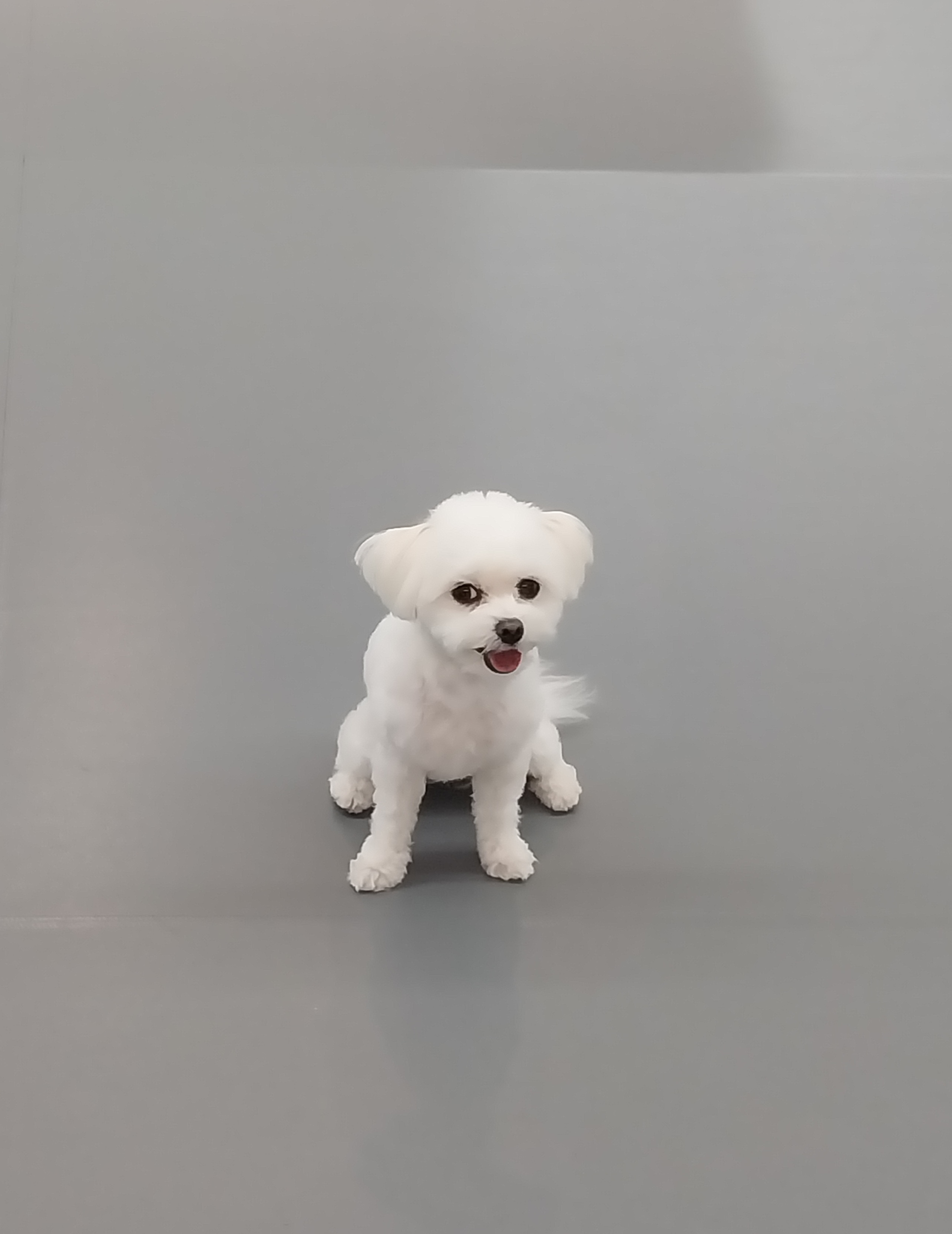 리츠펫 이시아폴리스점 4