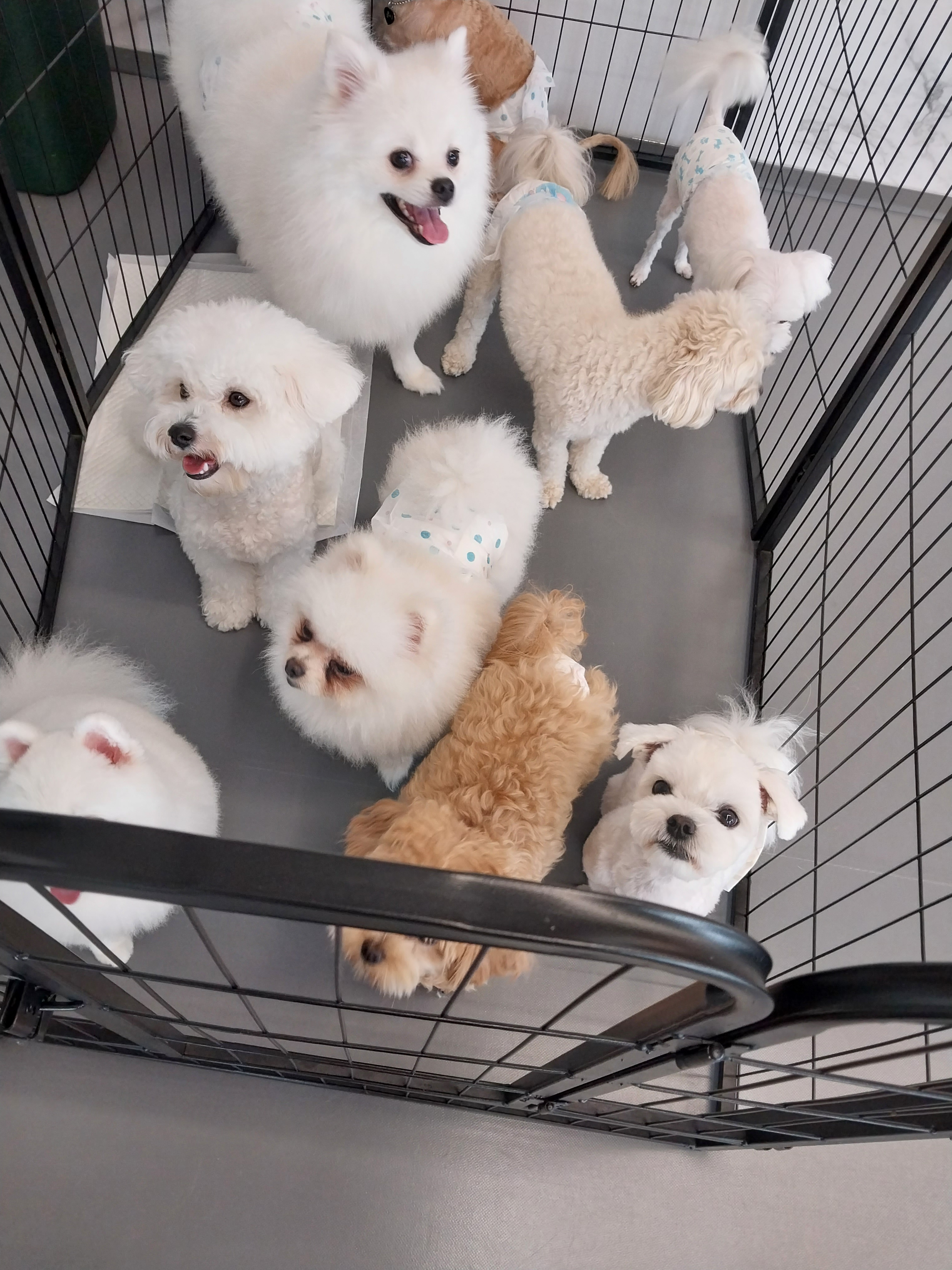 피터팻츠 반려동물 동반 애견카페